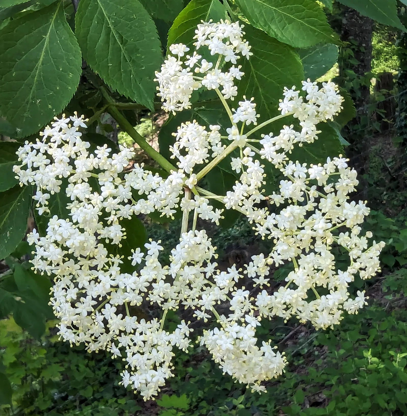 Black Elderberry (Sambucus Nigra) — Ideal for zones 4-7, it reaches up to 10 feet in height and spreads 6-10 feet