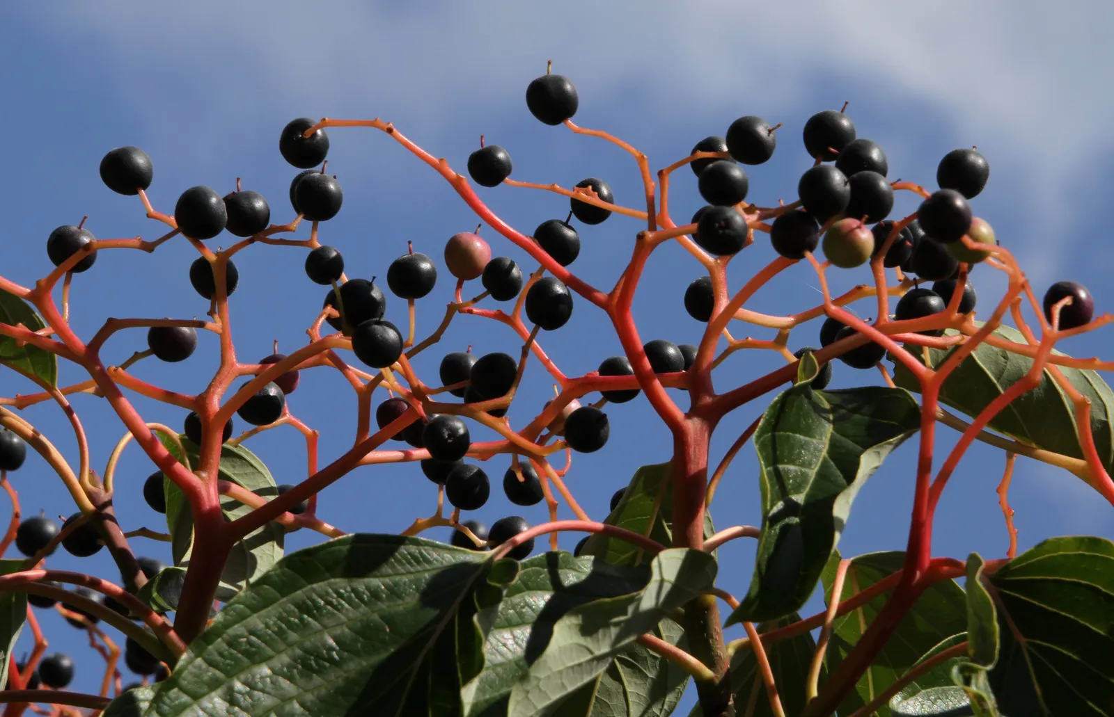 Black Elderberry (Sambucus Nigra) — Pruning is advisable to maintain its shape and encourage more vigorous growth; it performs best in full sun to partial shade