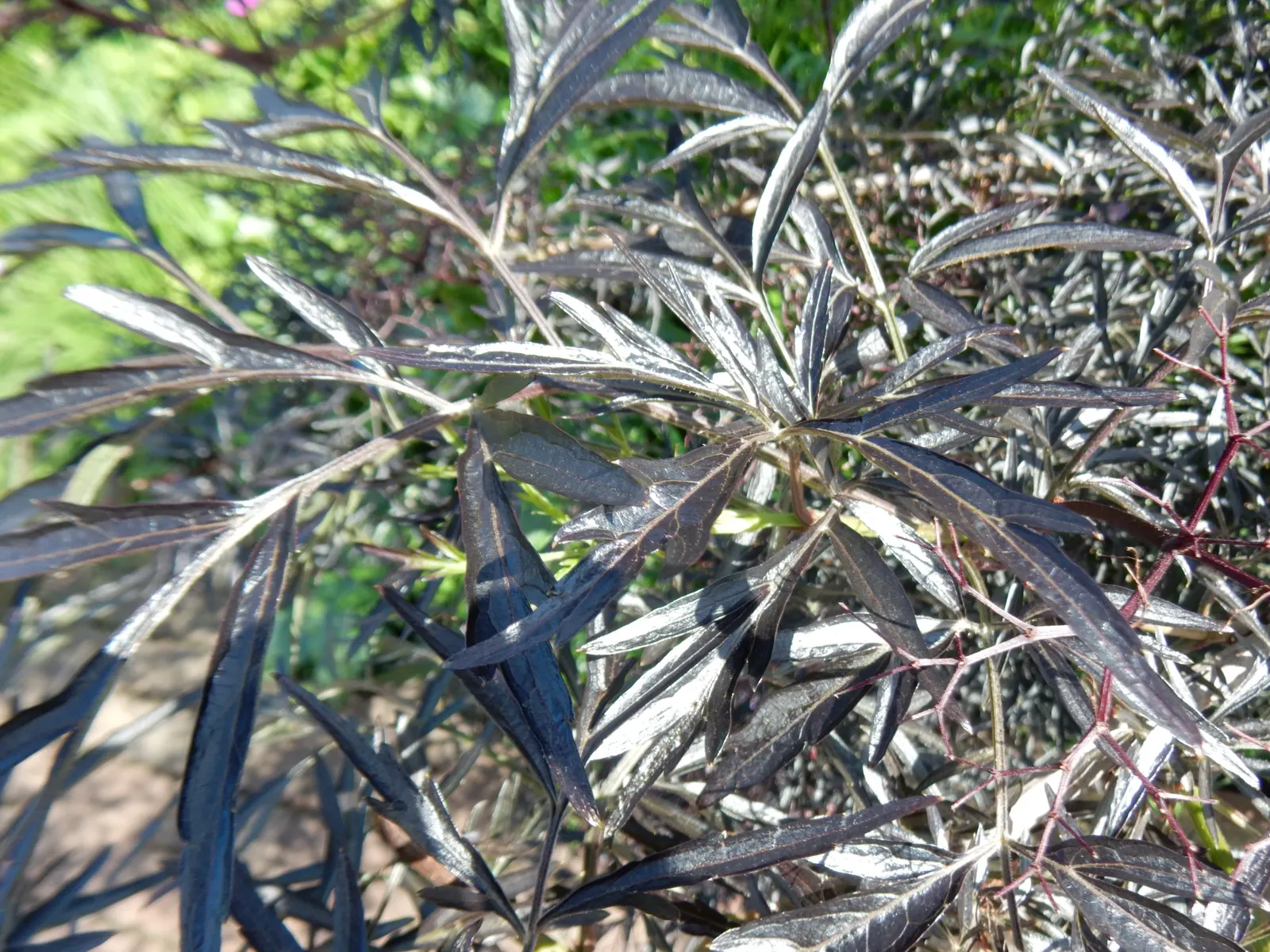 Black Elderberry (Sambucus Nigra) — white flowers in the garden; sambucus nigra is bedecked with clusters of tiny, image 110