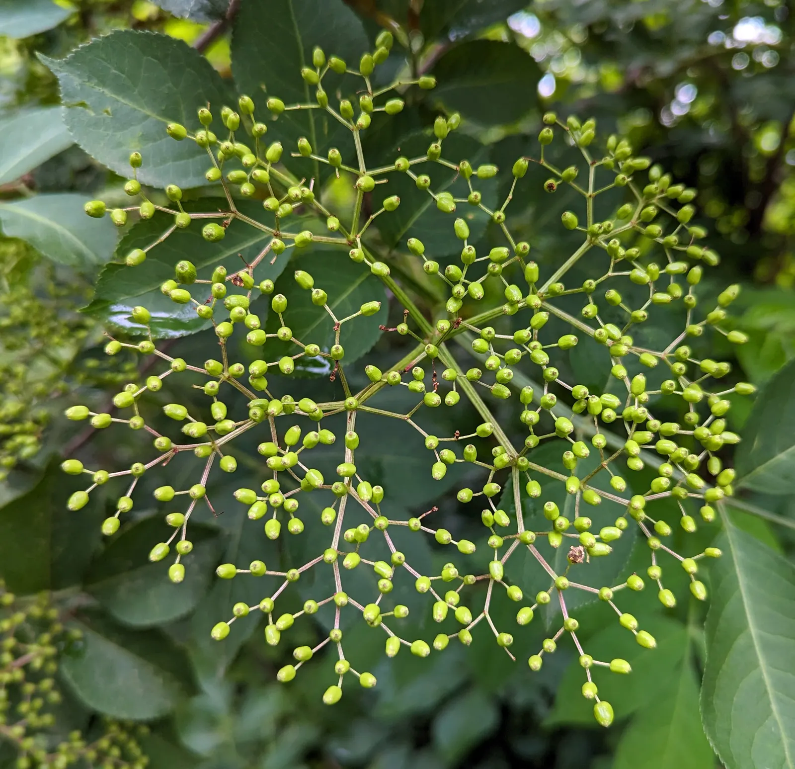 Black Elderberry (Sambucus Nigra) — moist soil rich in organic matter