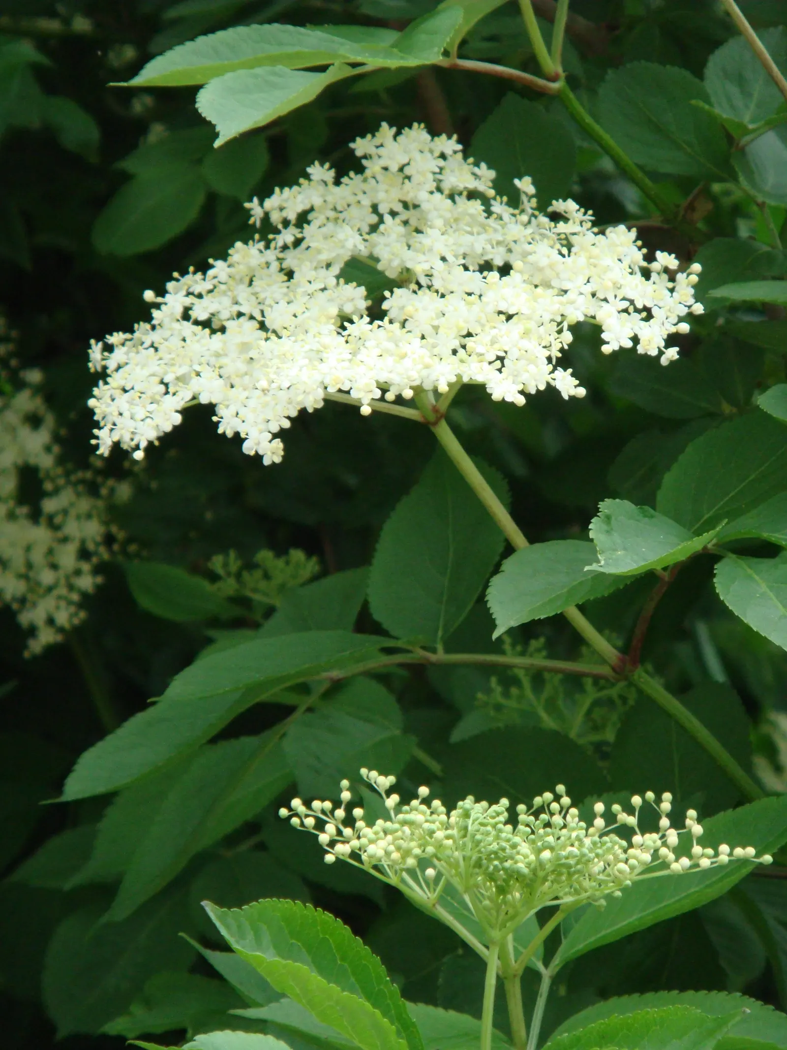 Black Elderberry (Sambucus Nigra) — This versatile plant thrives in full sun to partial shade and tolerates a range of soil conditions; to create a, image 88
