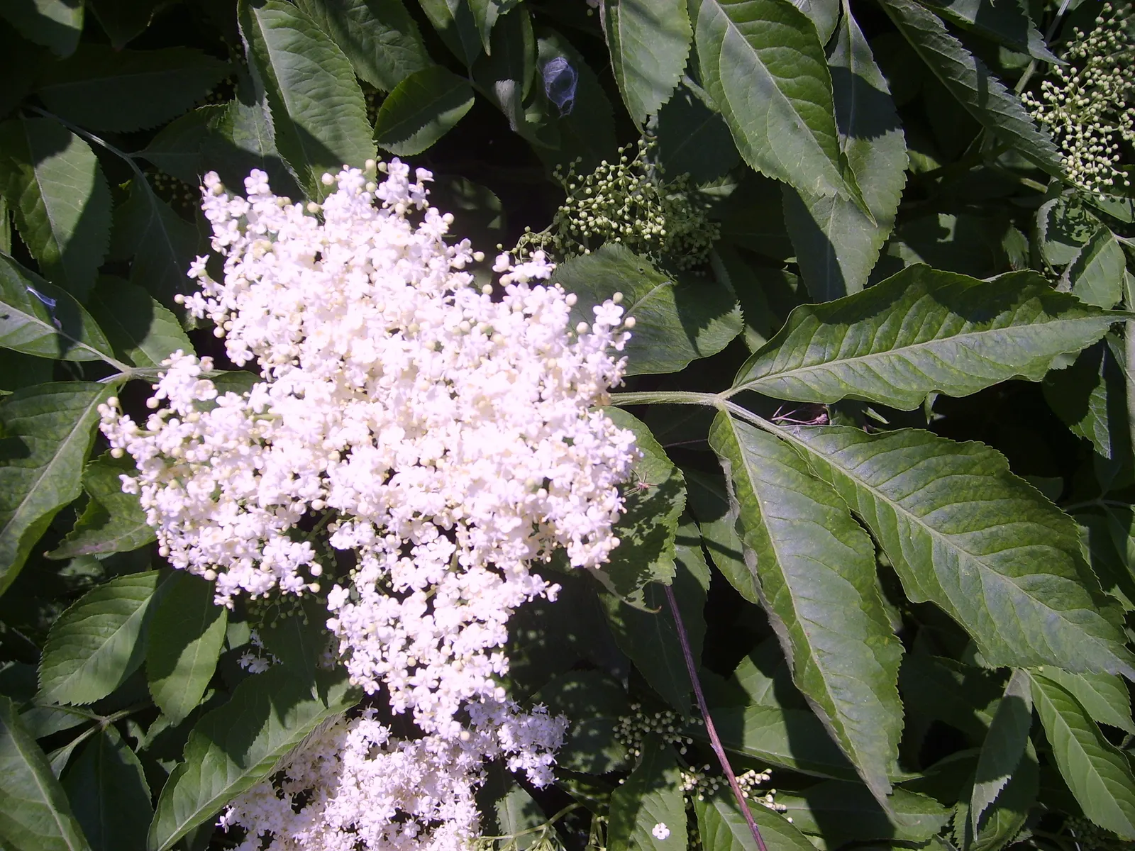 Black Elderberry (Sambucus Nigra) — shrub for full or half or shade