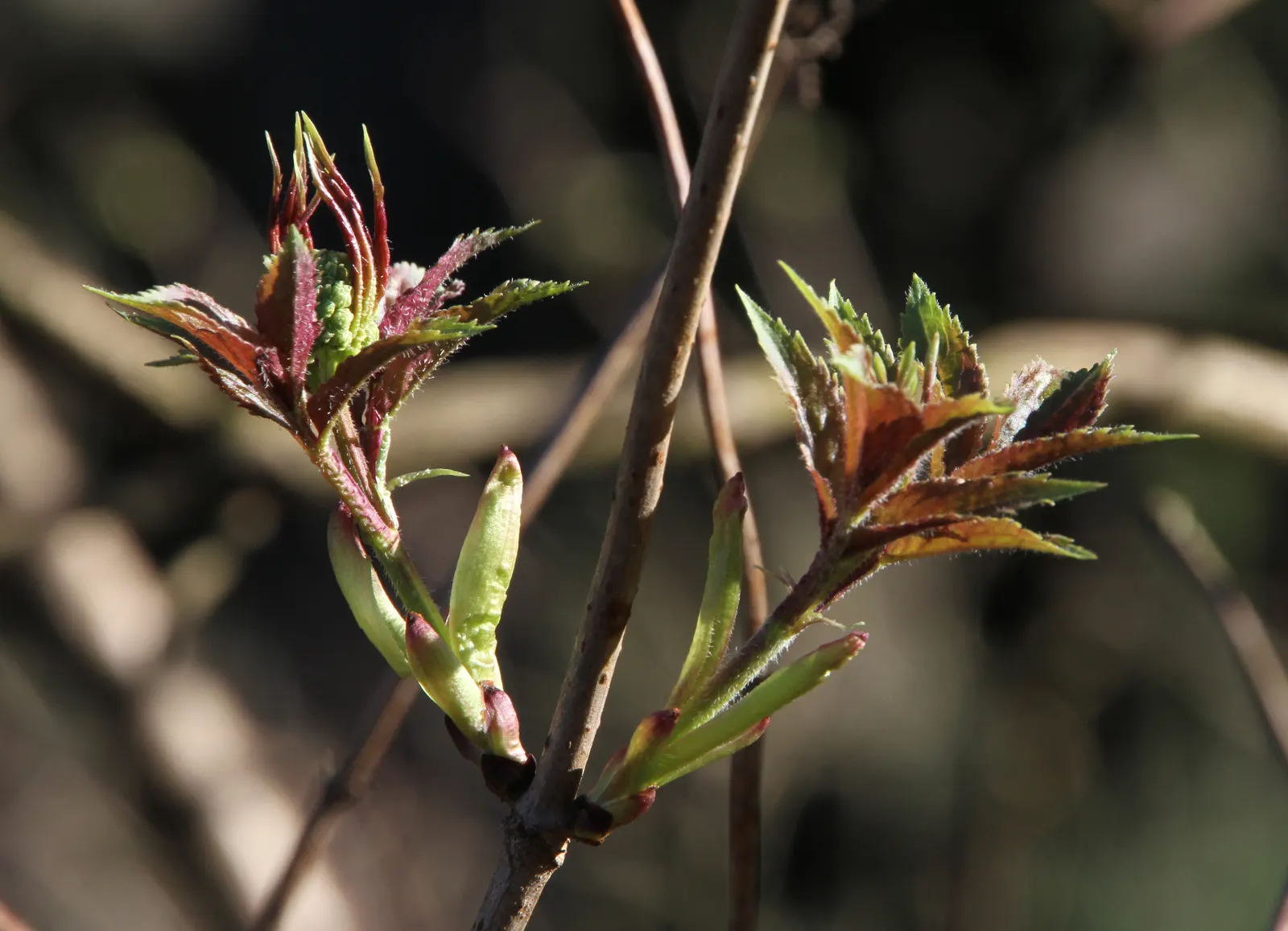 Black Elderberry (Sambucus Nigra) — Plant Black Elderberry with ample space for it to develop; it performs best in full sun to partial shade
