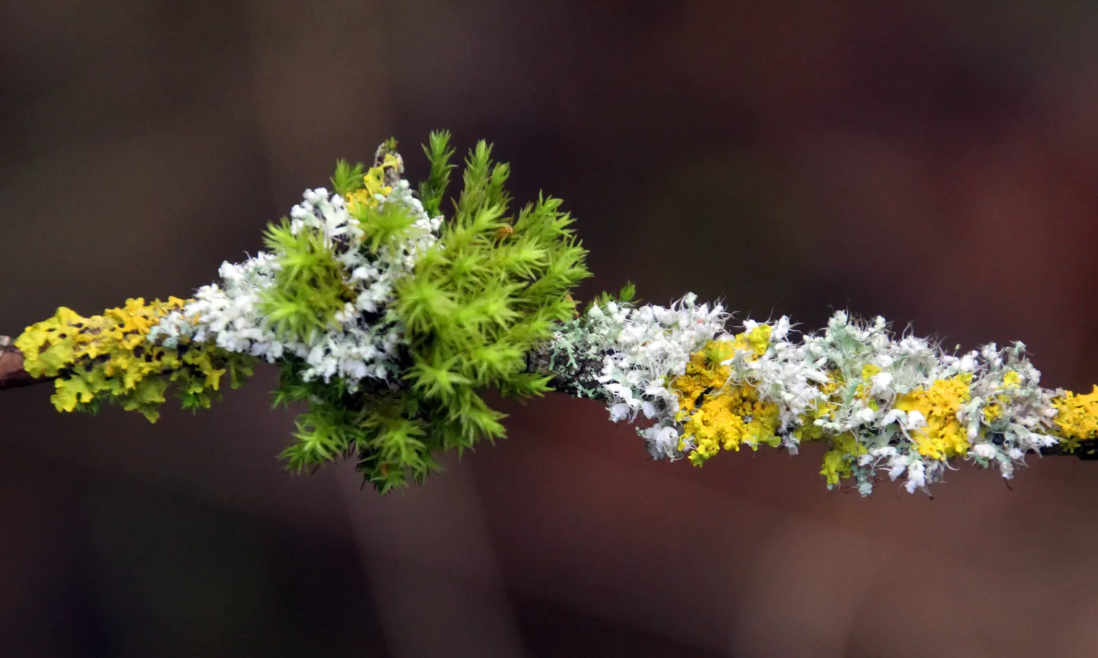 Black Elderberry (Sambucus Nigra) — It performs best in full sun to partial shade; sambucus nigra is bedecked with clusters of tiny, image 74