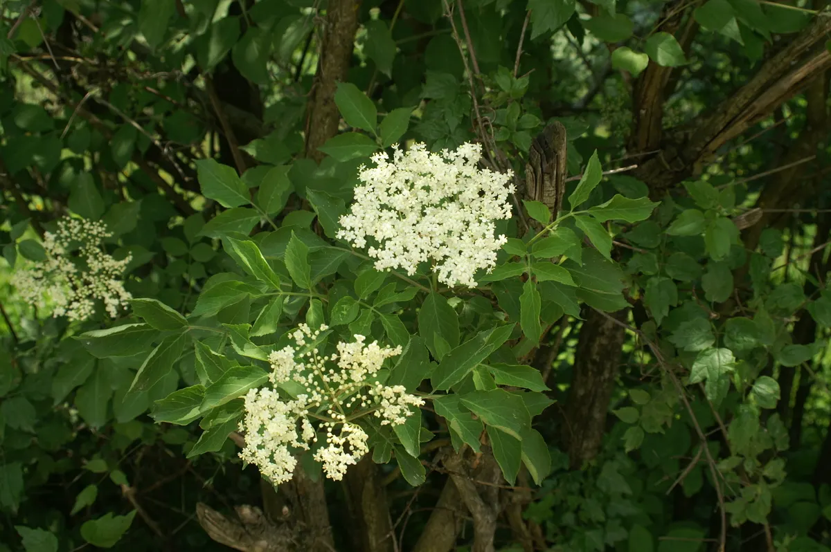 Black Elderberry (Sambucus Nigra) — This versatile plant thrives in full sun to partial shade and tolerates a range of soil conditions