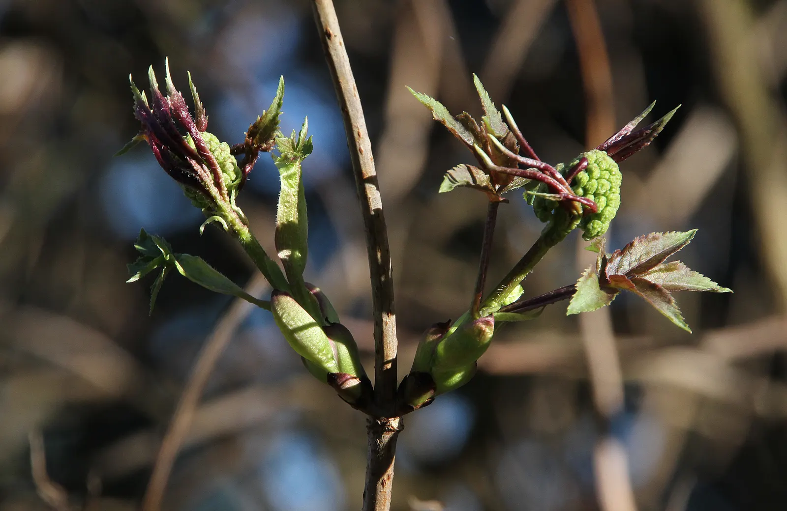 Black Elderberry (Sambucus Nigra) — including both wet and dry sites; this versatile plant thrives in full sun to partial shade and tolerates a, image 77