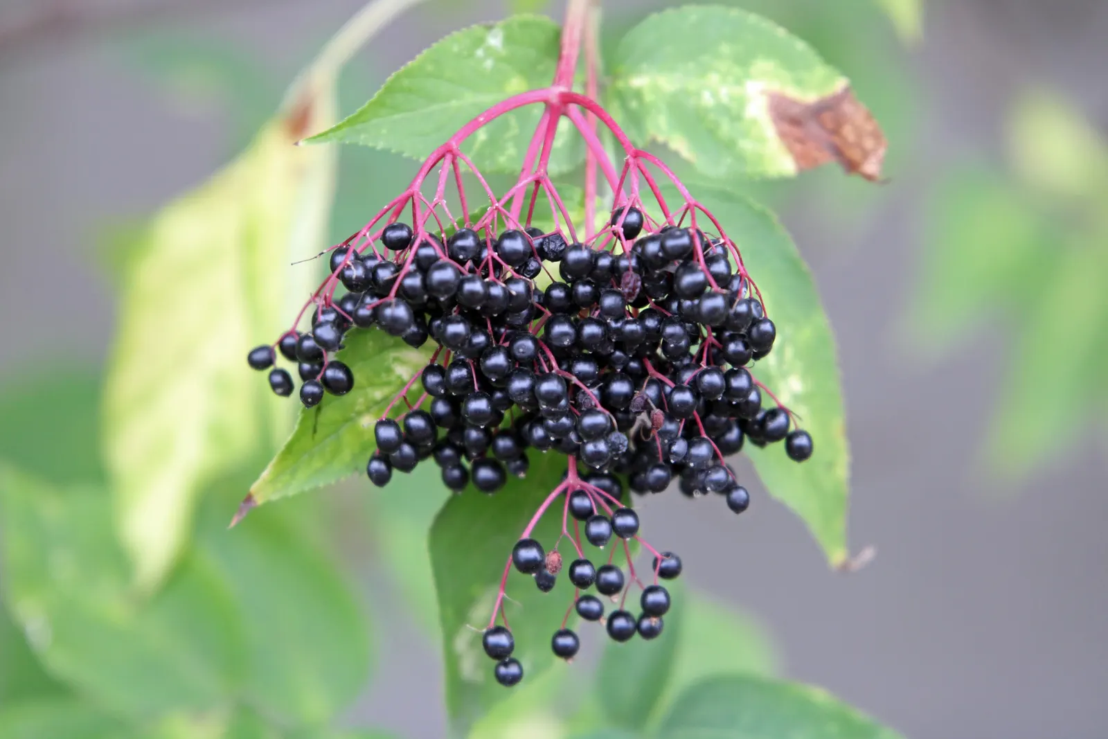 Black Elderberry (Sambucus Nigra) — Ideal for zones 4-7, it reaches up to 10 feet in height and spreads 6-10 feet; it performs best in full sun to, image 115