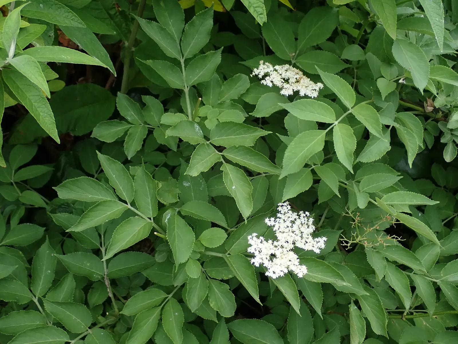 Black Elderberry (Sambucus Nigra) — featuring 5 to 7 leaflets with serrated margins; this versatile plant thrives in full sun to partial shade and, image 65