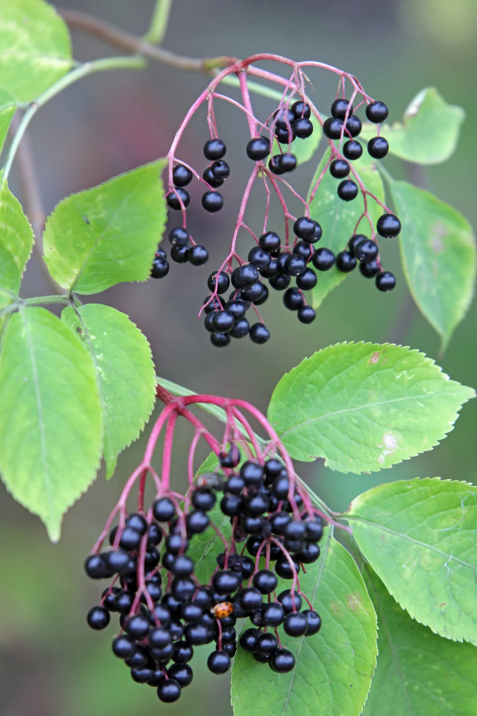 Black Elderberry (Sambucus Nigra) — creamy-white flowers that are both fragrant and attractive to pollinators; to create a naturalistic or, image 96