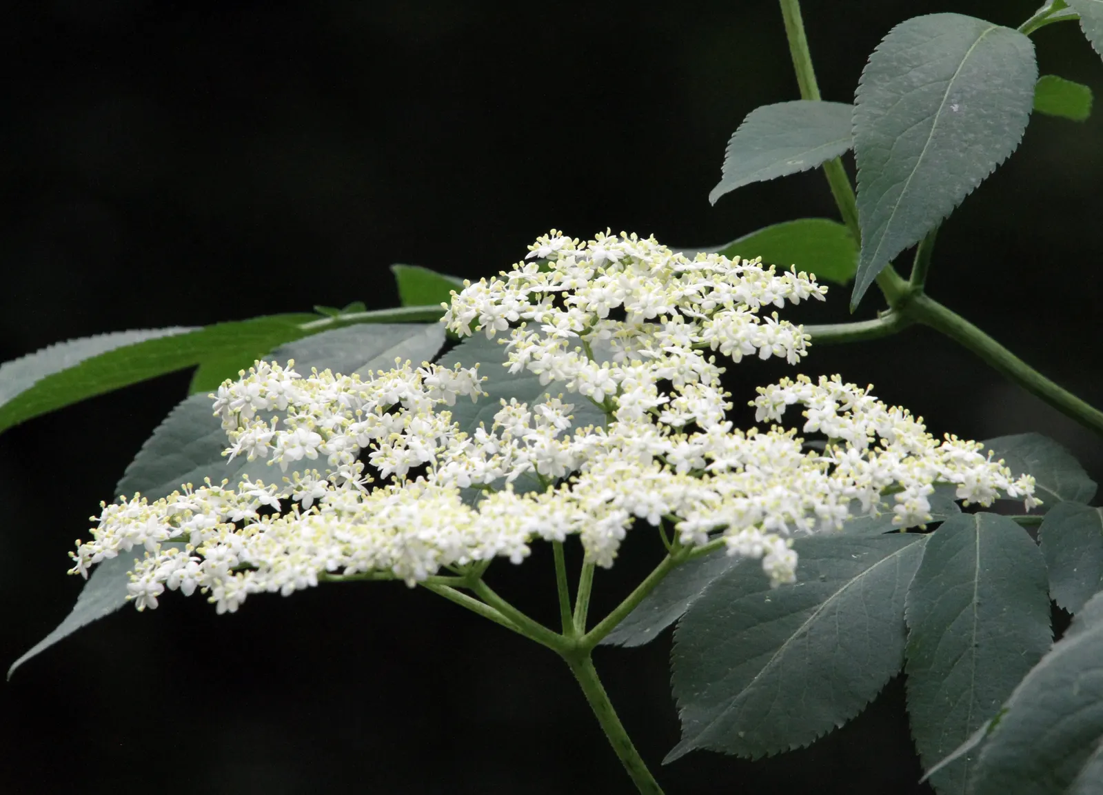 Black Elderberry (Sambucus Nigra) — It performs best in full sun to partial shade