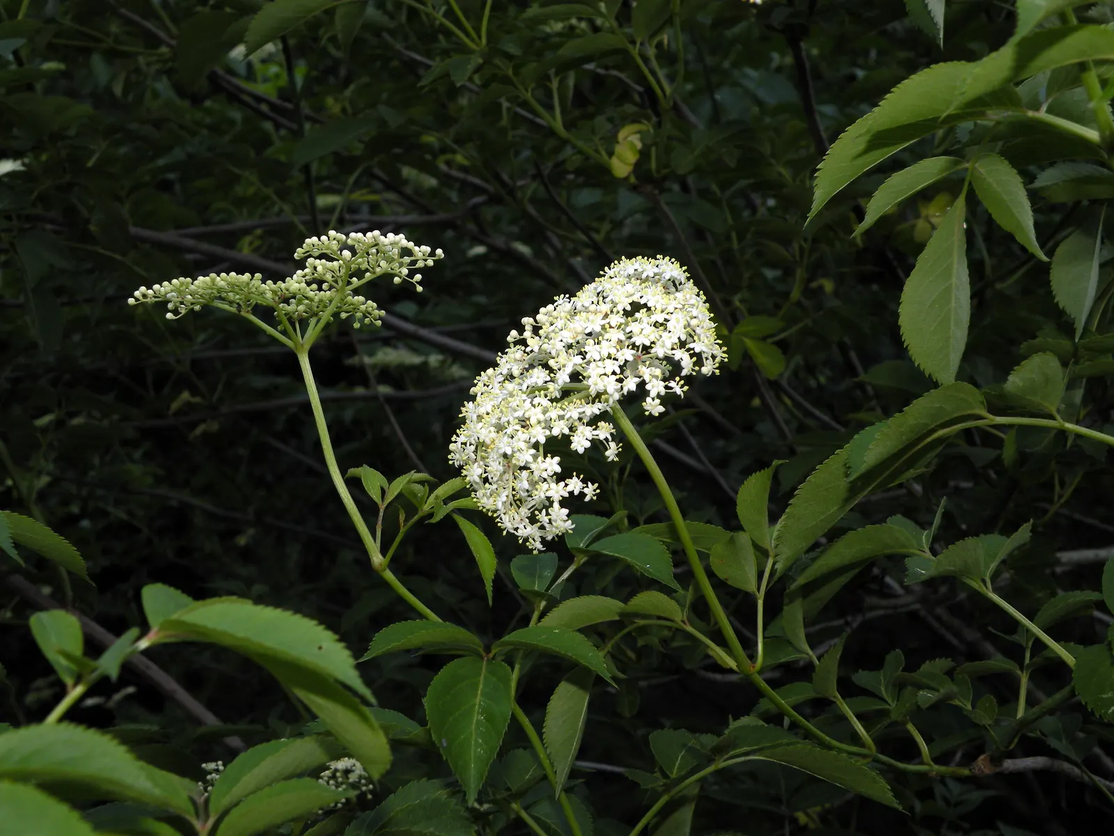 Black Elderberry (Sambucus Nigra) — to create a naturalistic or wildlife-friendly garden aesthetic