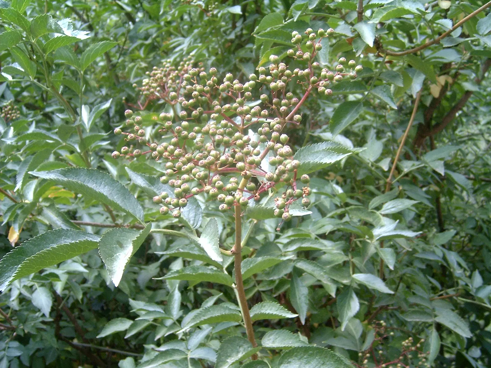 Black Elderberry (Sambucus Nigra) — each roughly 1/4 inch in diameter; to create a naturalistic or wildlife-friendly garden aesthetic, image 72
