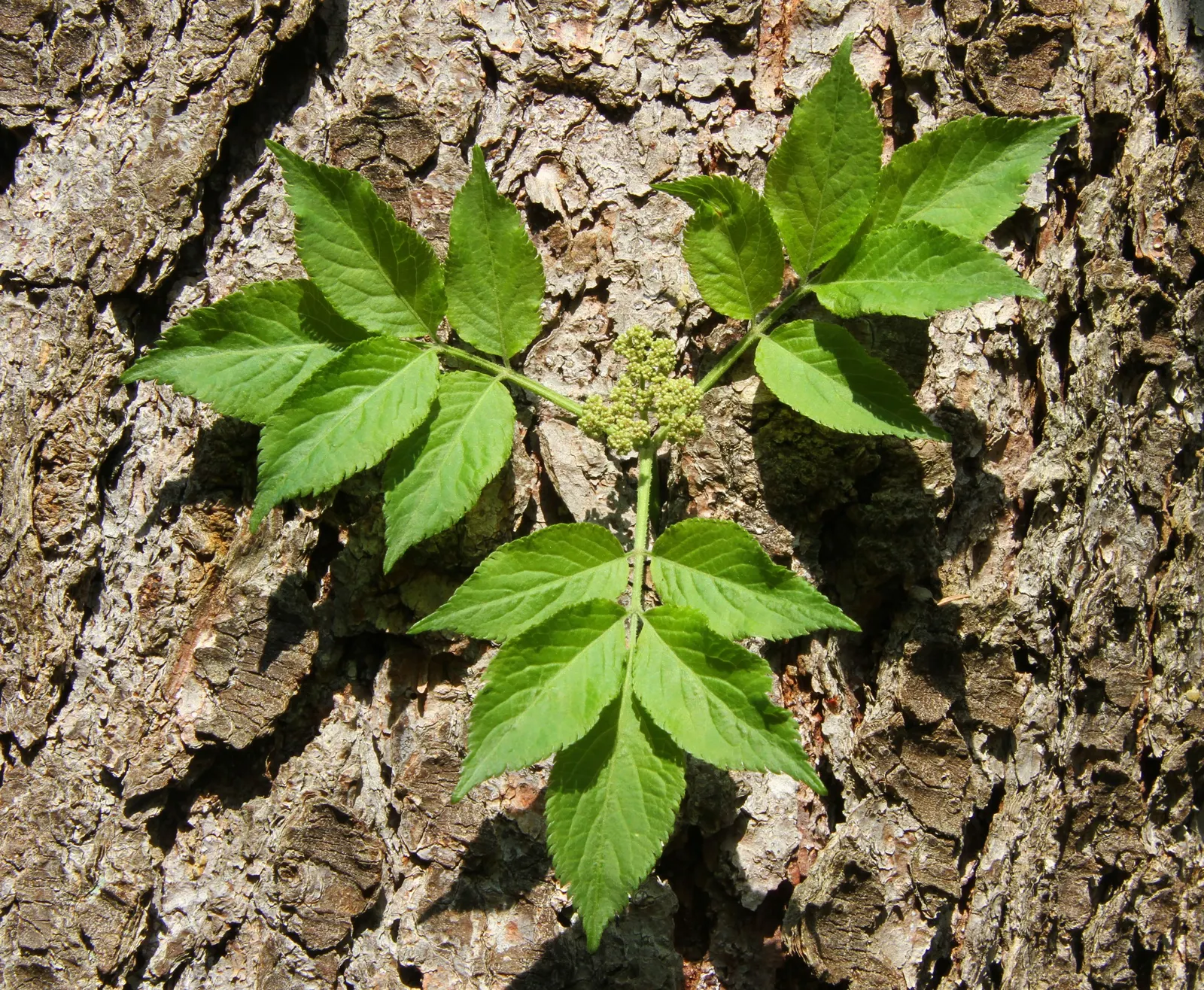 Black Elderberry (Sambucus Nigra) — Ideal for zones 4-7, it reaches up to 10 feet in height and spreads 6-10 feet; it performs best in full sun to, image 87