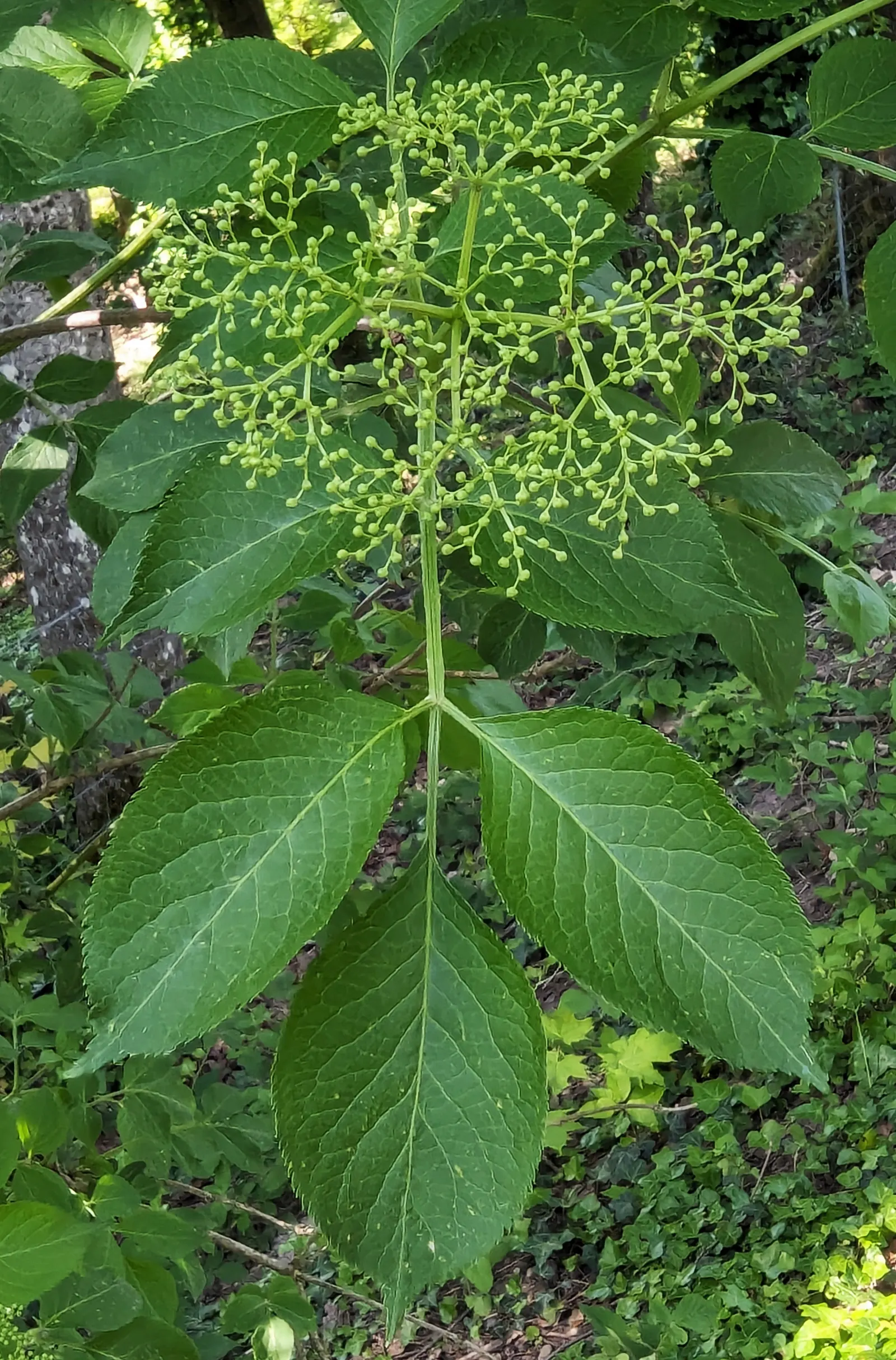 Black Elderberry (Sambucus Nigra) — creamy-white flowers that are both fragrant and attractive to pollinators; to create a naturalistic or wildlife-friendly