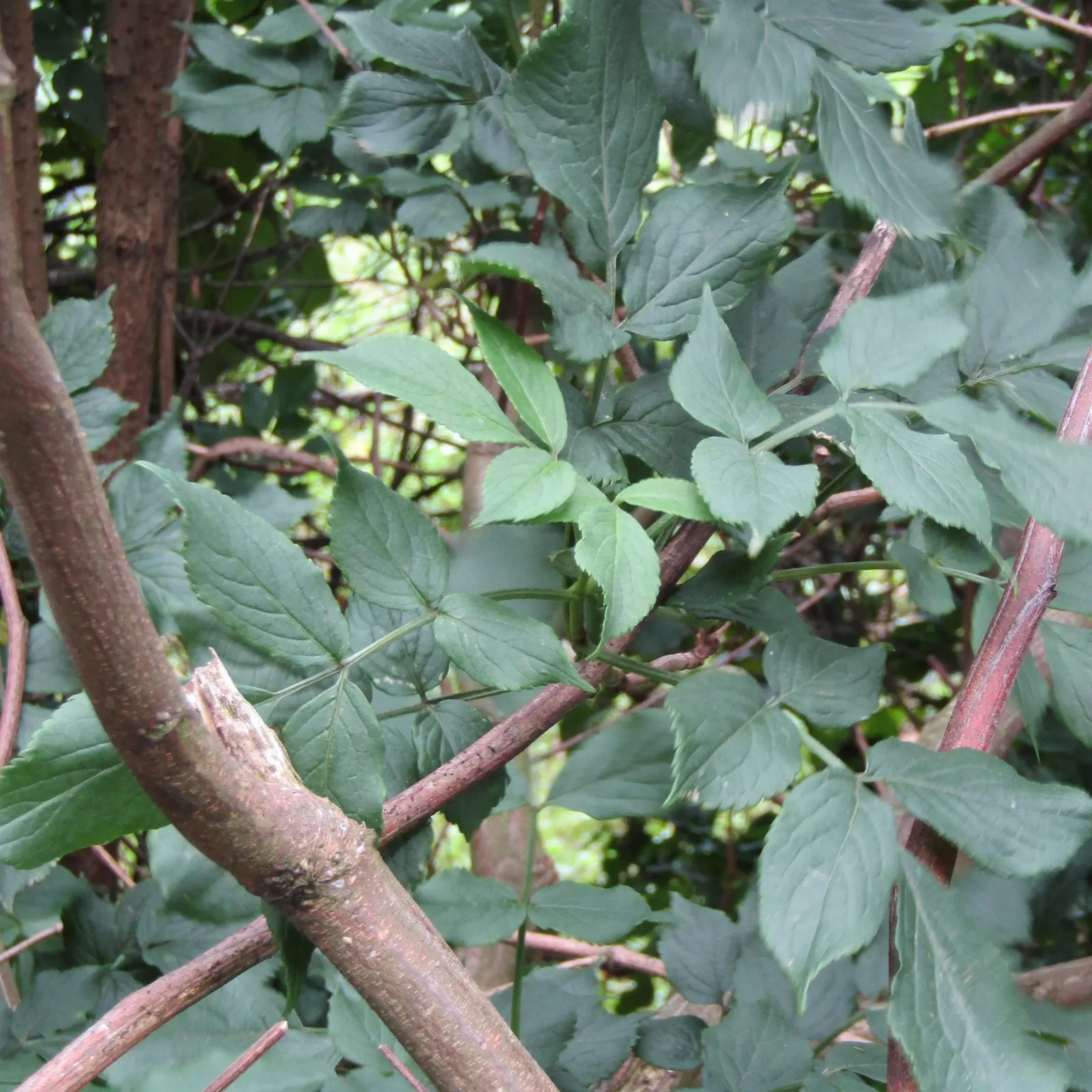 Black Elderberry (Sambucus Nigra) — Its compound leaves are a lush green
