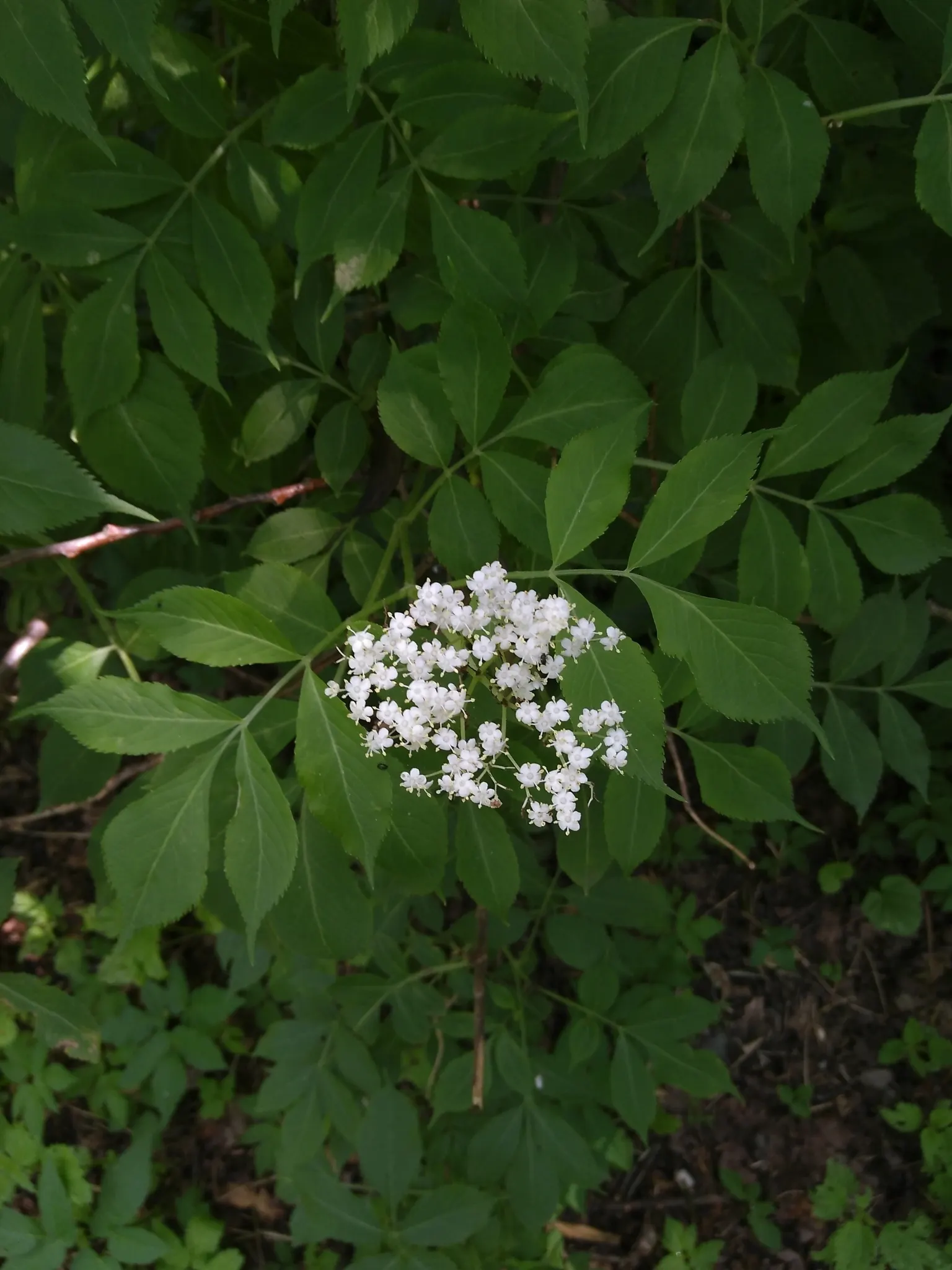 Black Elderberry (Sambucus Nigra) — shrub for full or half or shade; to create a naturalistic or wildlife-friendly garden aesthetic, image 112
