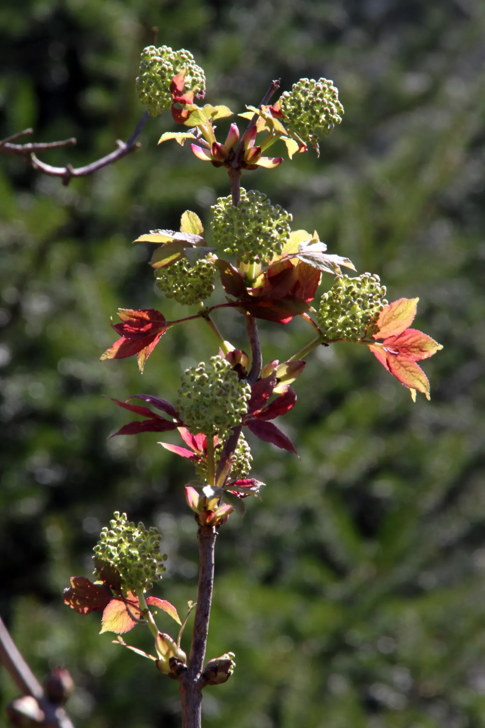 Black Elderberry (Sambucus Nigra) — including both wet and dry sites; this versatile plant thrives in full sun to partial shade and tolerates a, image 105