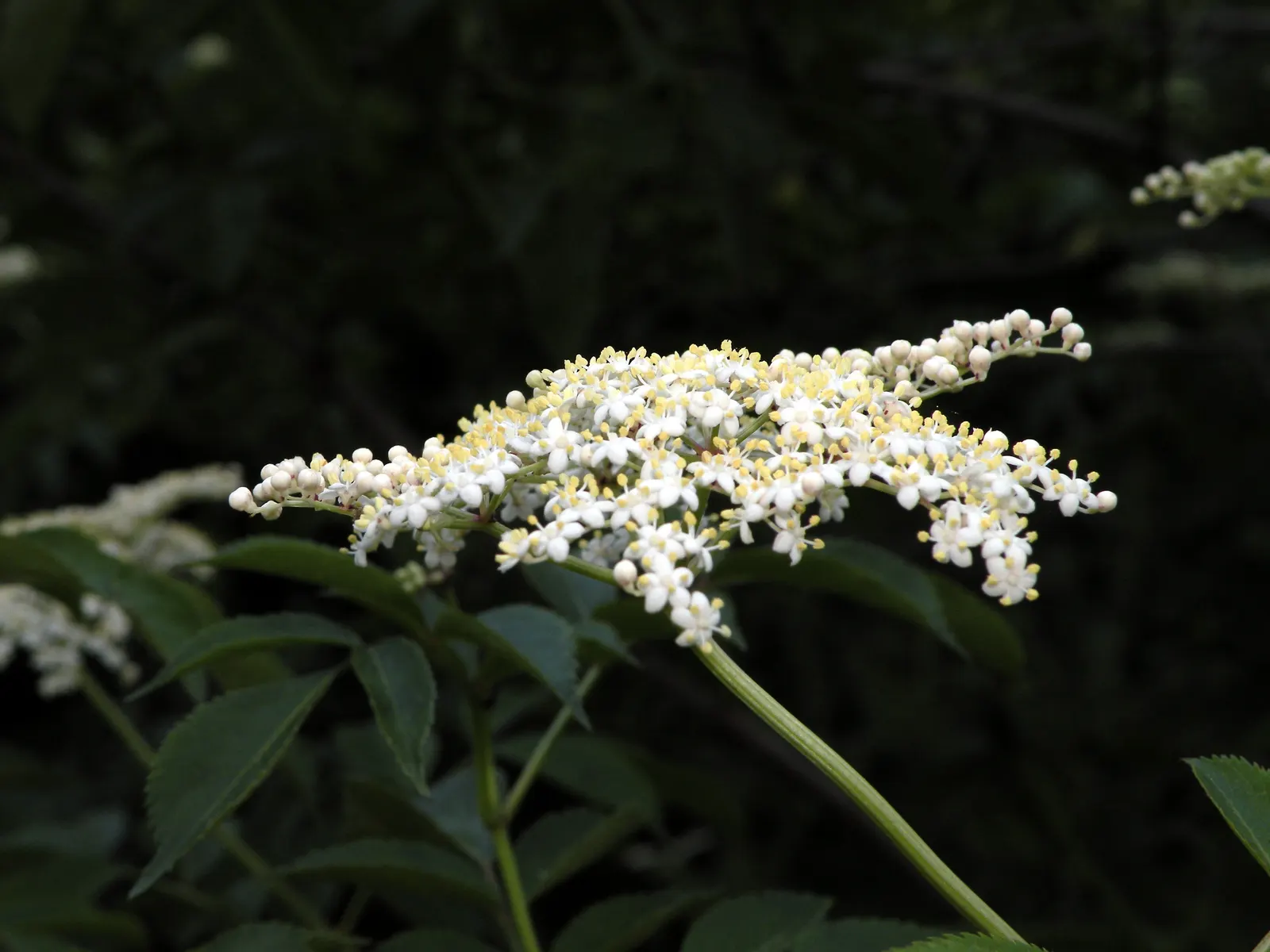 Black Elderberry (Sambucus Nigra) — each roughly 1/4 inch in diameter