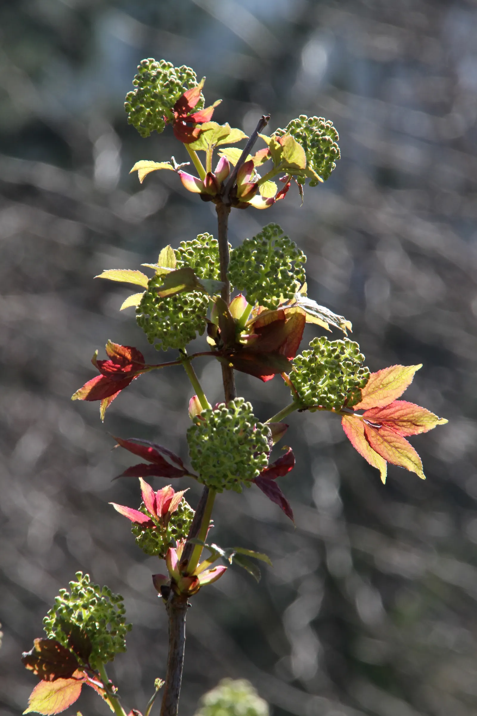 Black Elderberry (Sambucus Nigra) — This plant typically reaches a mature height of 6 to 12 feet and can spread equally wide; it performs best in, image 91