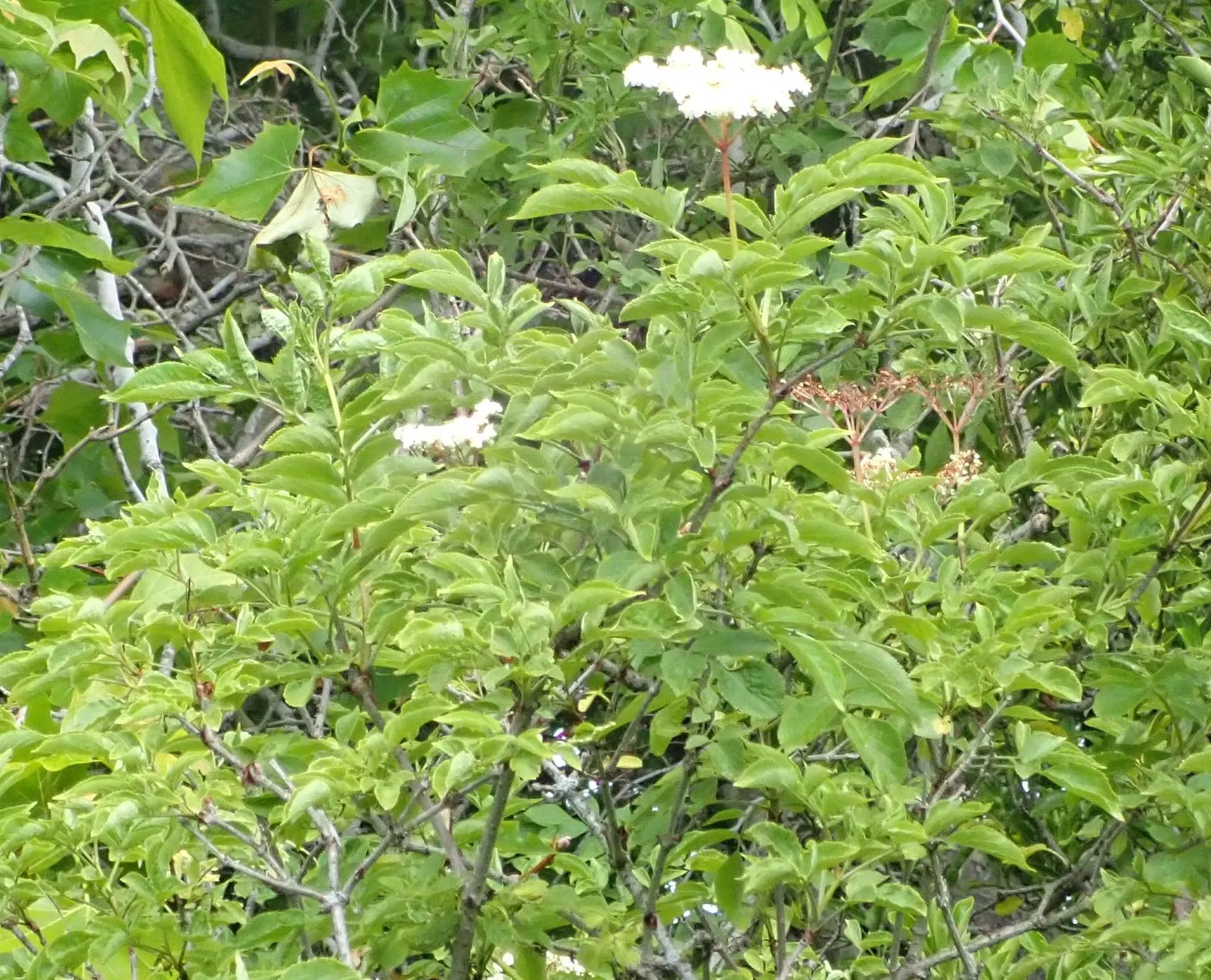 Black Elderberry (Sambucus Nigra) — keeping in mind its growth potential
