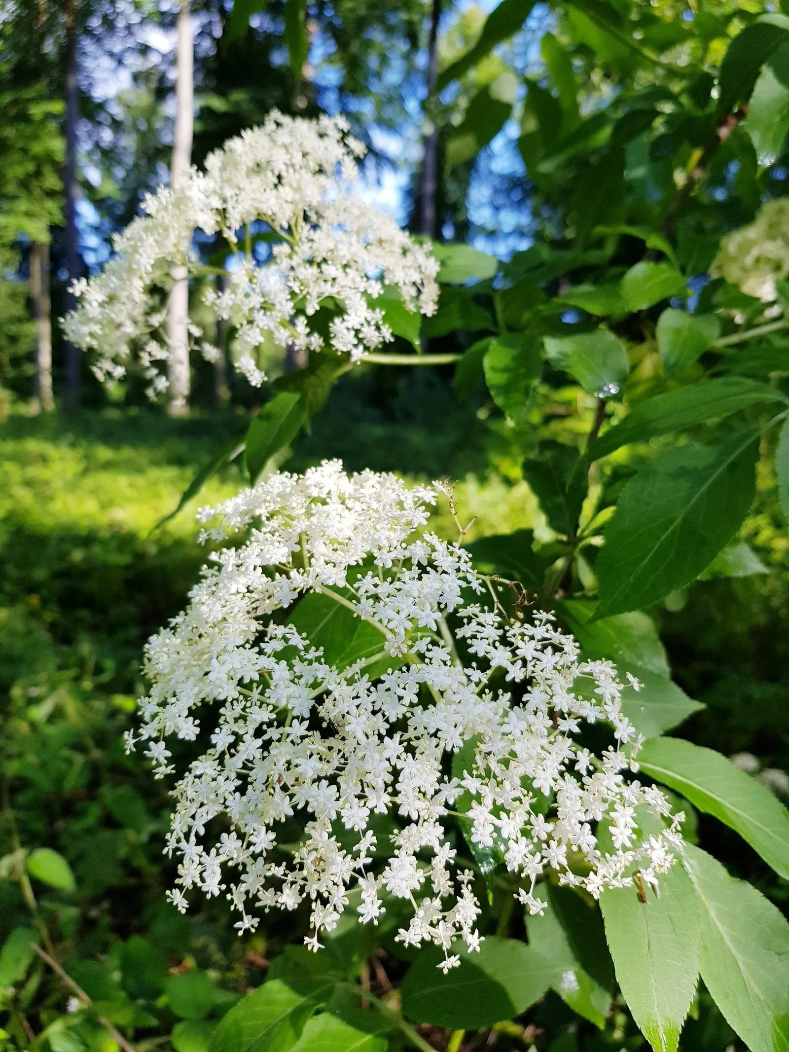 Black Elderberry (Sambucus Nigra) — the plant bears its noteworthy dark purple-to-black berries; it performs best in full sun to partial shade, image 71
