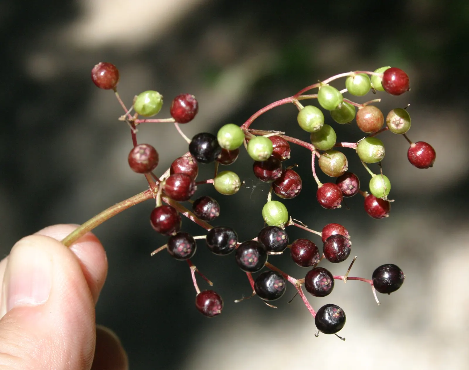 Black Elderberry (Sambucus Nigra) — Its compound leaves are a lush green; to create a naturalistic or wildlife-friendly garden aesthetic, image 64