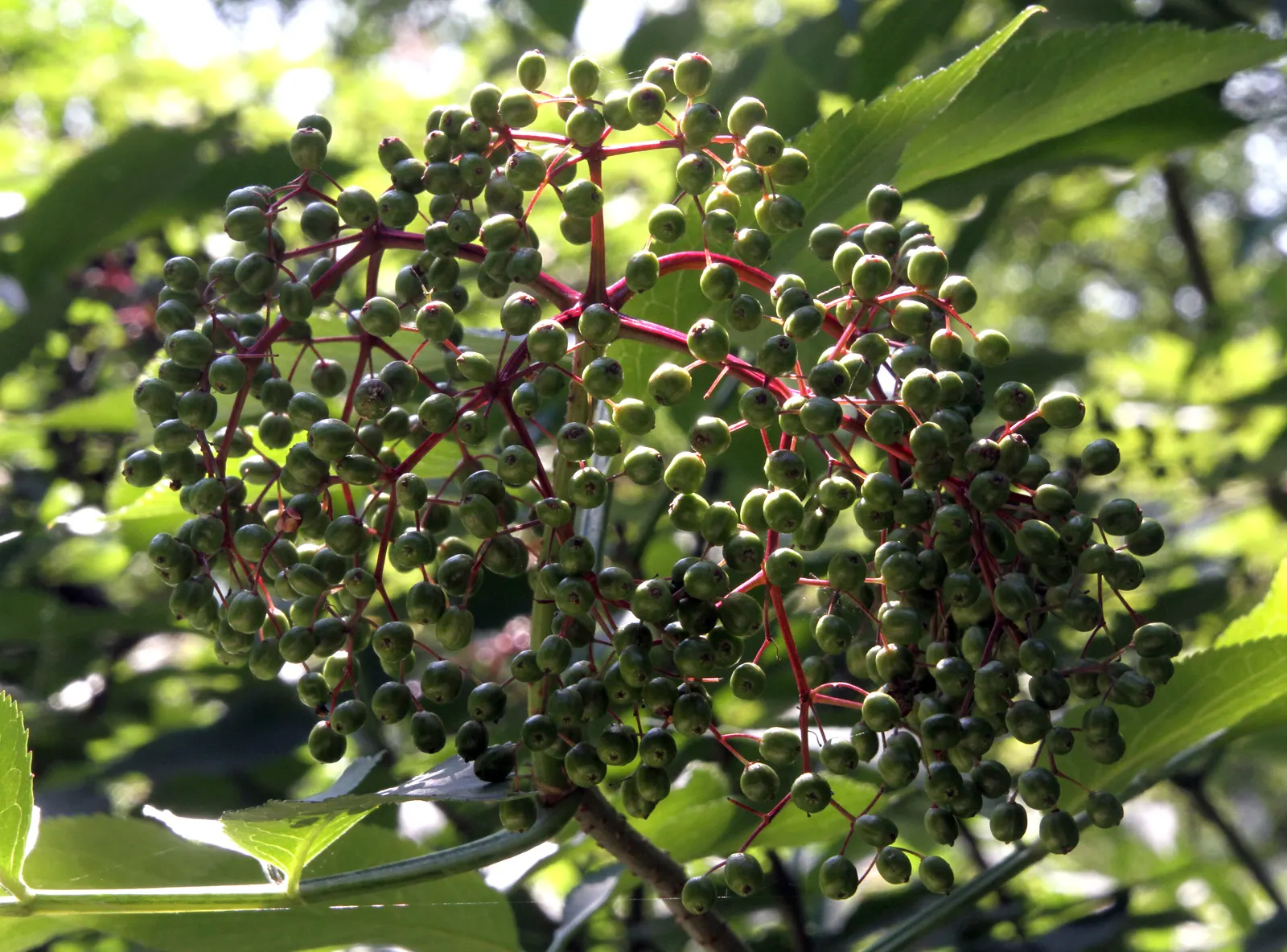 Black Elderberry (Sambucus Nigra) — shrub with white blooms