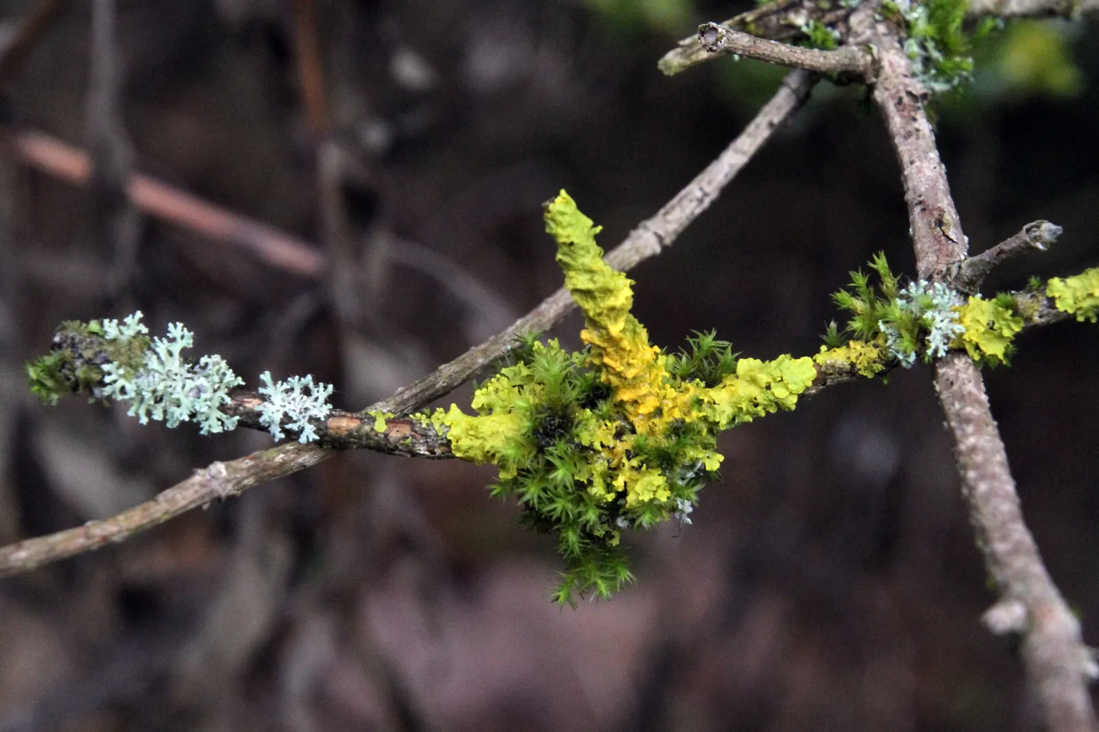 Black Elderberry (Sambucus Nigra) — deciduous shrub renowned for its ornamental and medicinal qualities