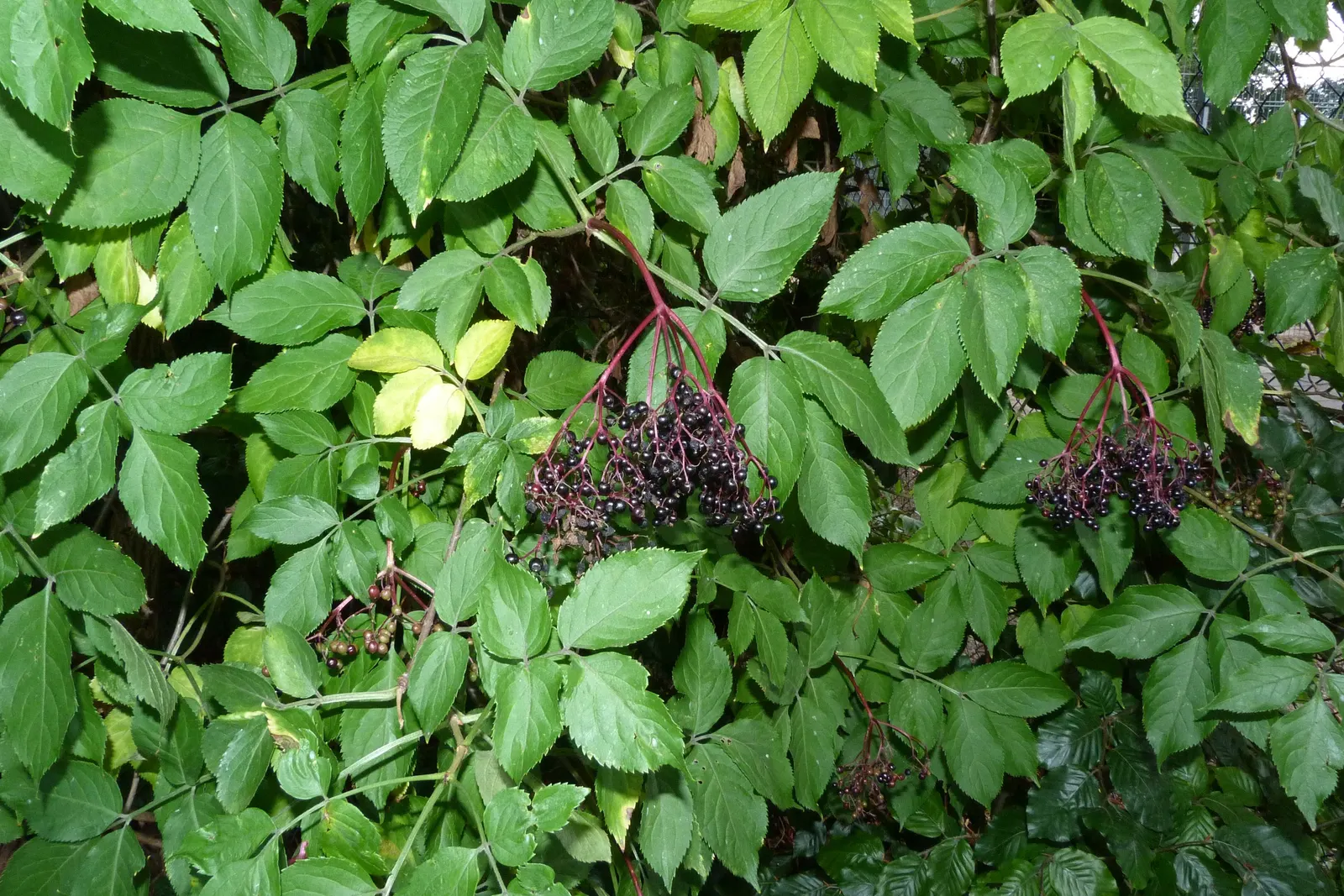 Black Elderberry (Sambucus Nigra) — shrub for full or half or shade; to create a naturalistic or wildlife-friendly garden aesthetic