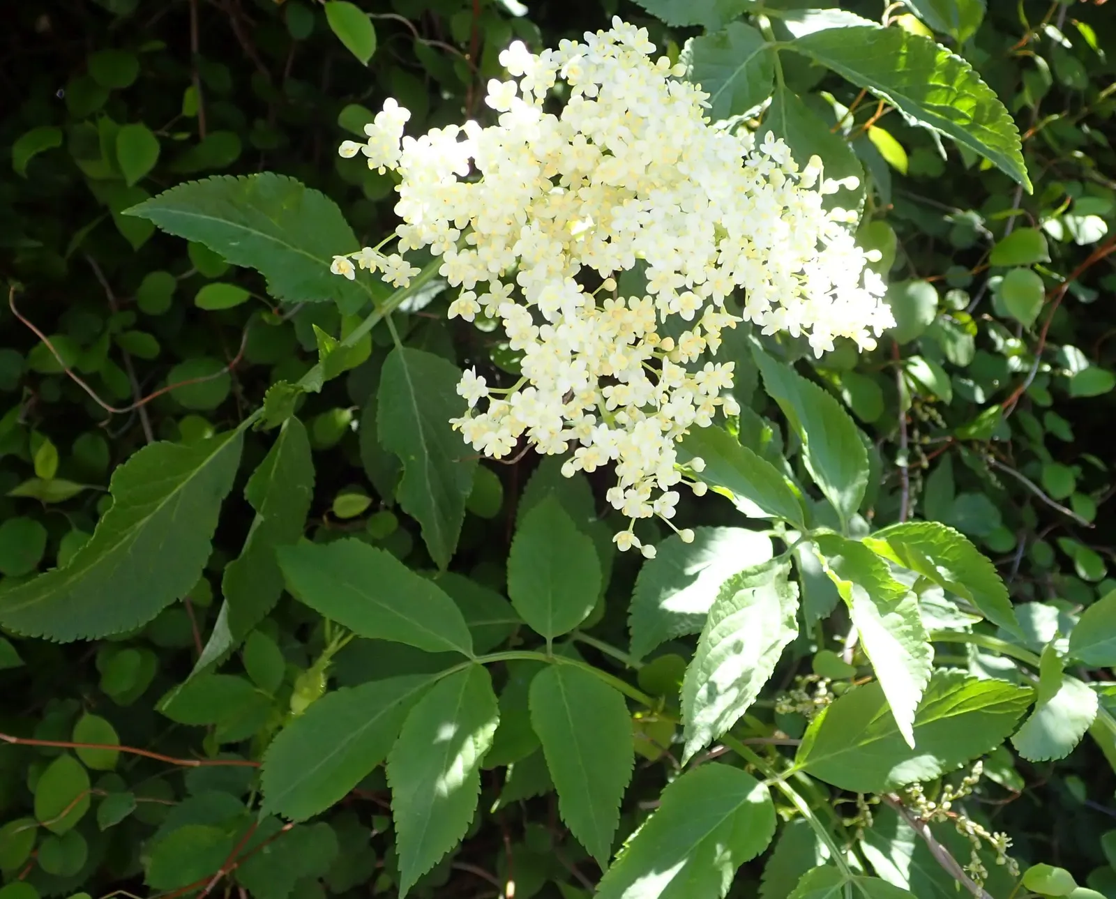 Black Elderberry (Sambucus Nigra) — measuring around 2 to 5 inches in length.<br><br>In late spring to early summer