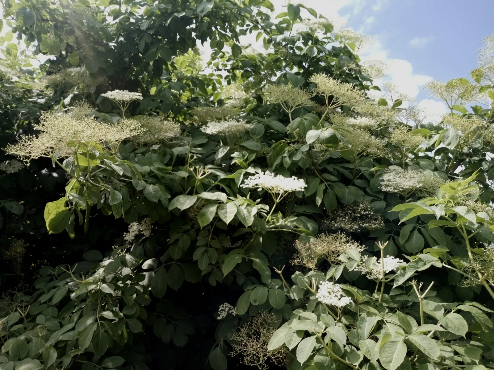 Black Elderberry (Sambucus Nigra) — measuring around 2 to 5 inches in length.<br><br>In late spring to early summer; sambucus nigra is bedecked, image 122