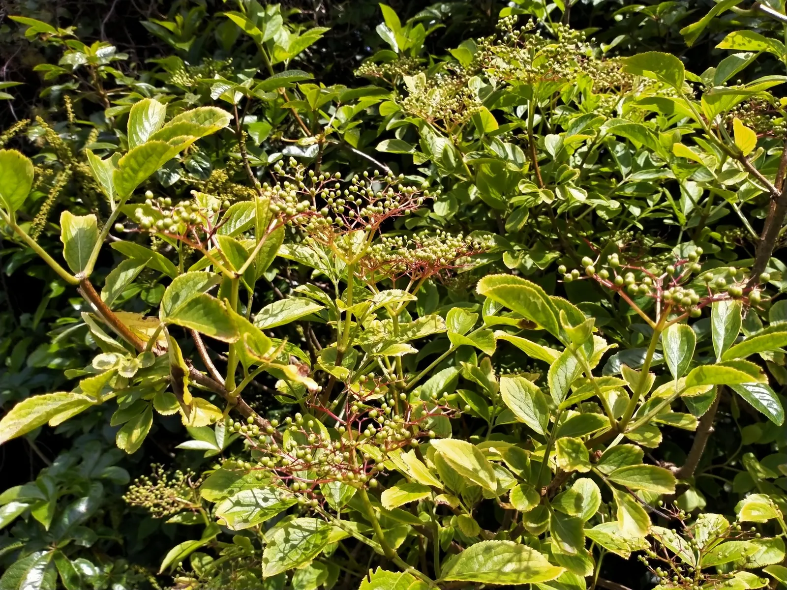 Black Elderberry (Sambucus Nigra) — These blossom clusters, or cymes, can span up to 10 inches across; this versatile plant thrives in full sun to, image 97