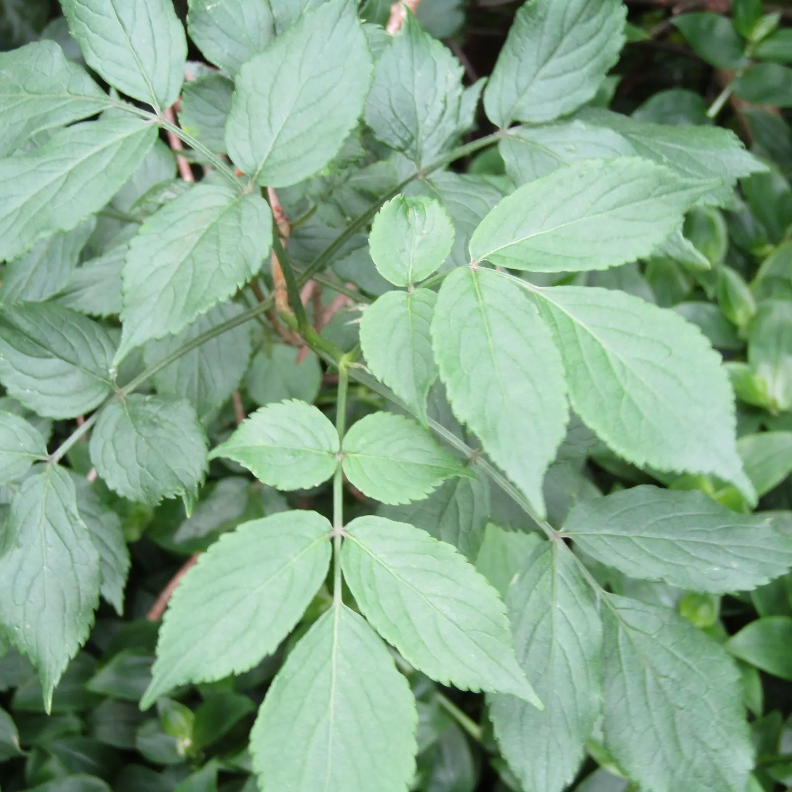 Black Elderberry (Sambucus Nigra) — This plant typically reaches a mature height of 6 to 12 feet and can spread equally wide; it performs best in full sun to