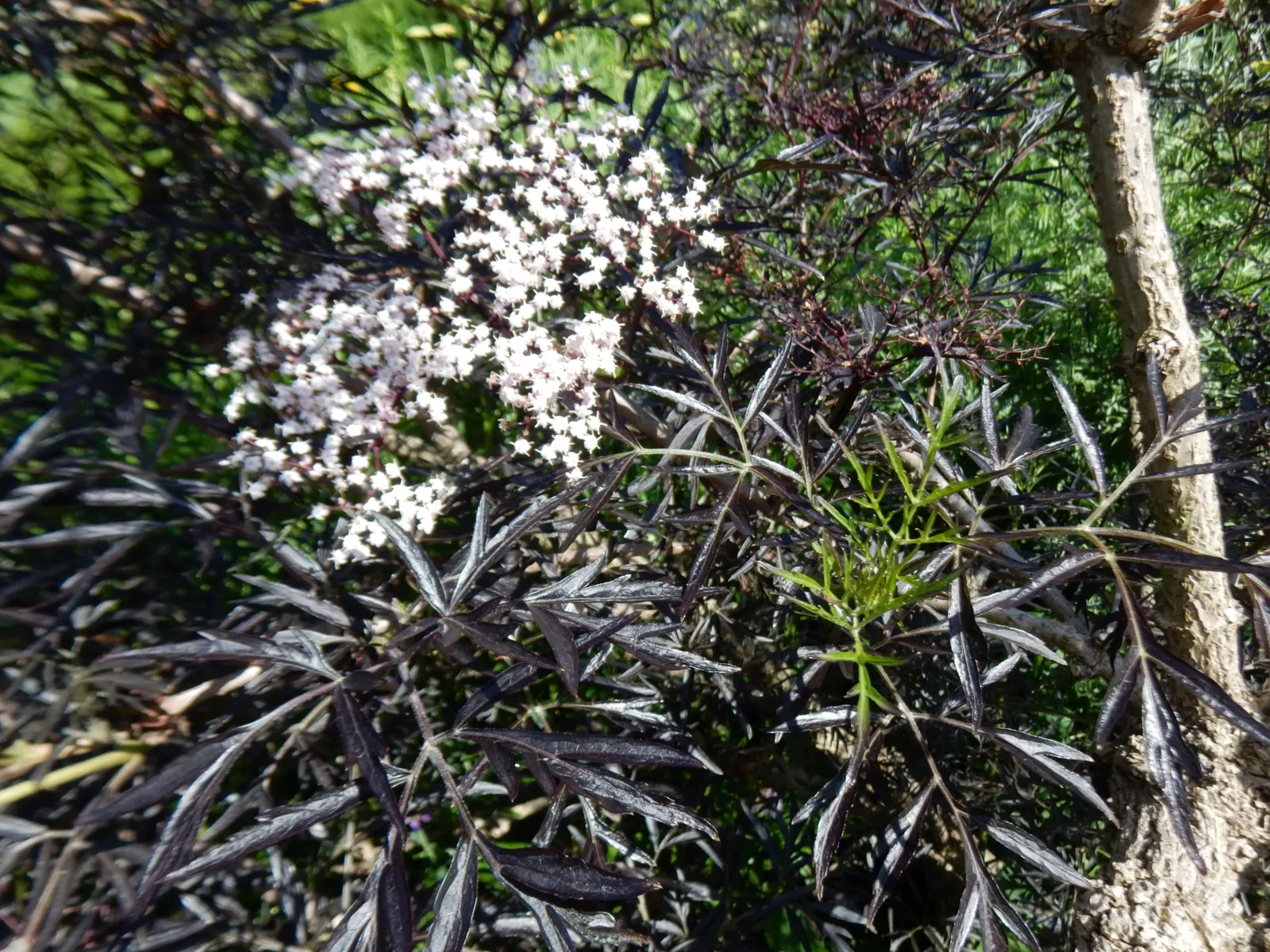 Black Elderberry (Sambucus Nigra) — Pruning is advisable to maintain its shape and encourage more vigorous growth; it performs best in full sun to, image 103