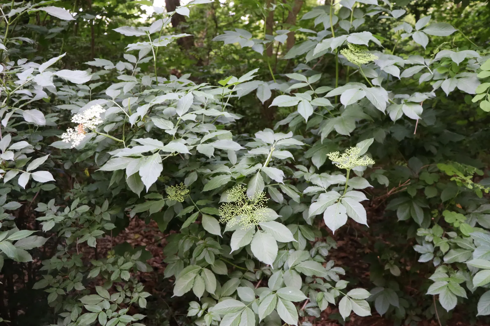 Black Elderberry (Sambucus Nigra) — keeping in mind its growth potential; to create a naturalistic or wildlife-friendly garden aesthetic, image 80