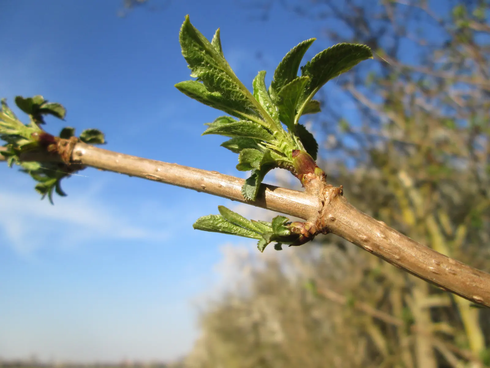 Black Elderberry (Sambucus Nigra) — Pruning is advisable to maintain its shape and encourage more vigorous growth; it performs best in full sun to, image 75