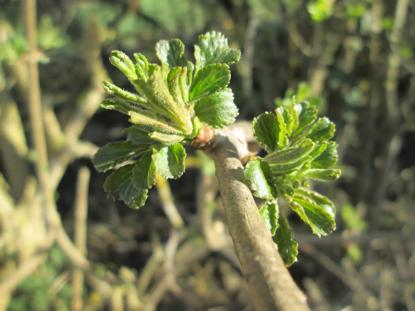 Black Elderberry (Sambucus Nigra) — deciduous shrub renowned for its ornamental and medicinal qualities; sambucus nigra is bedecked with clusters, image 118