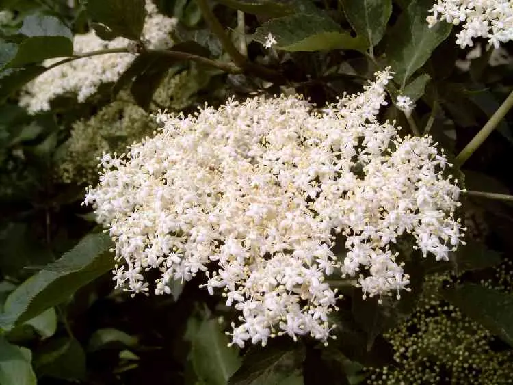 Black Elderberry (Sambucus Nigra) — featuring 5 to 7 leaflets with serrated margins