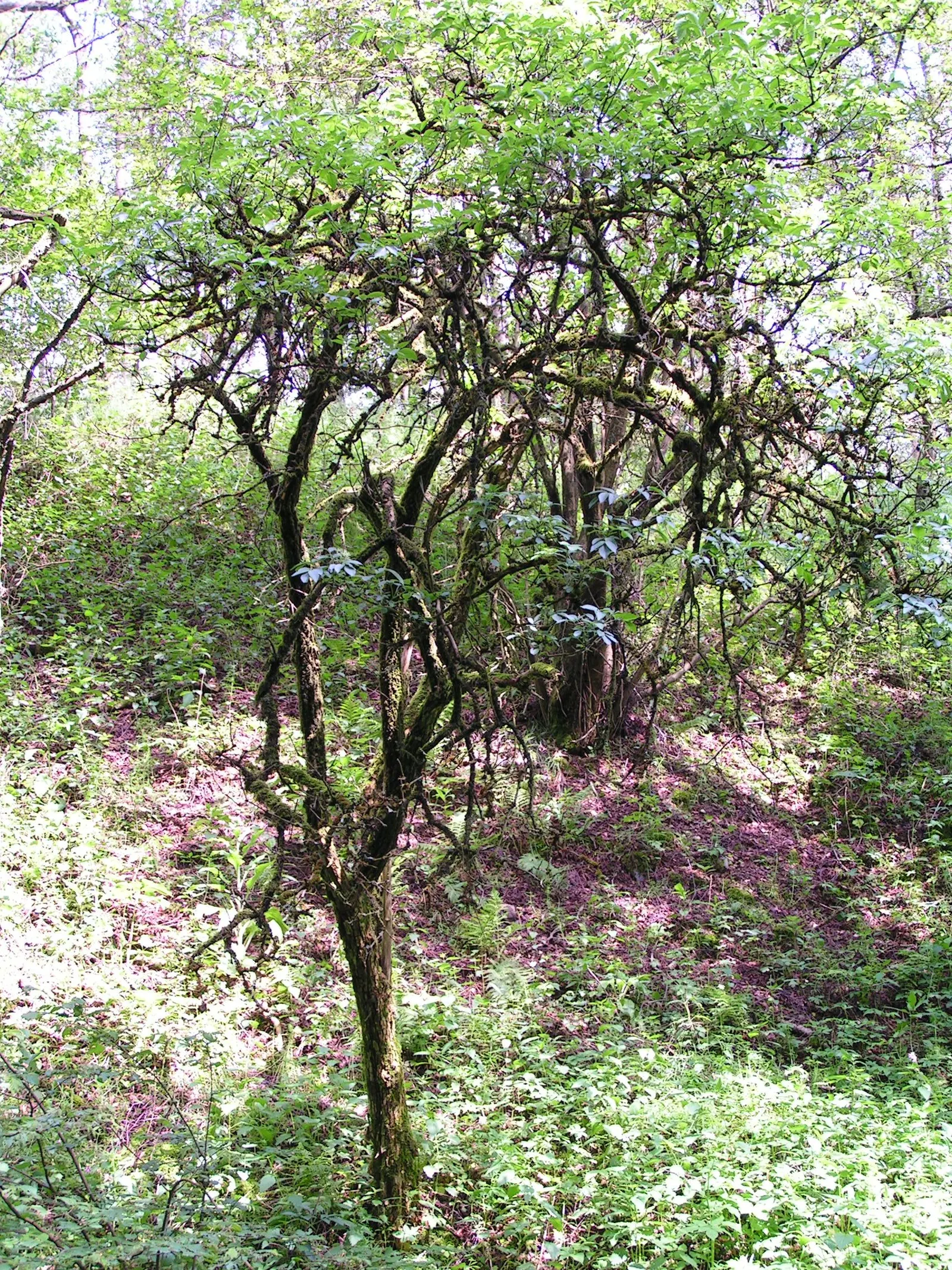 Black Elderberry (Sambucus Nigra) — deciduous shrub renowned for its ornamental and medicinal qualities; sambucus nigra is bedecked with clusters, image 62