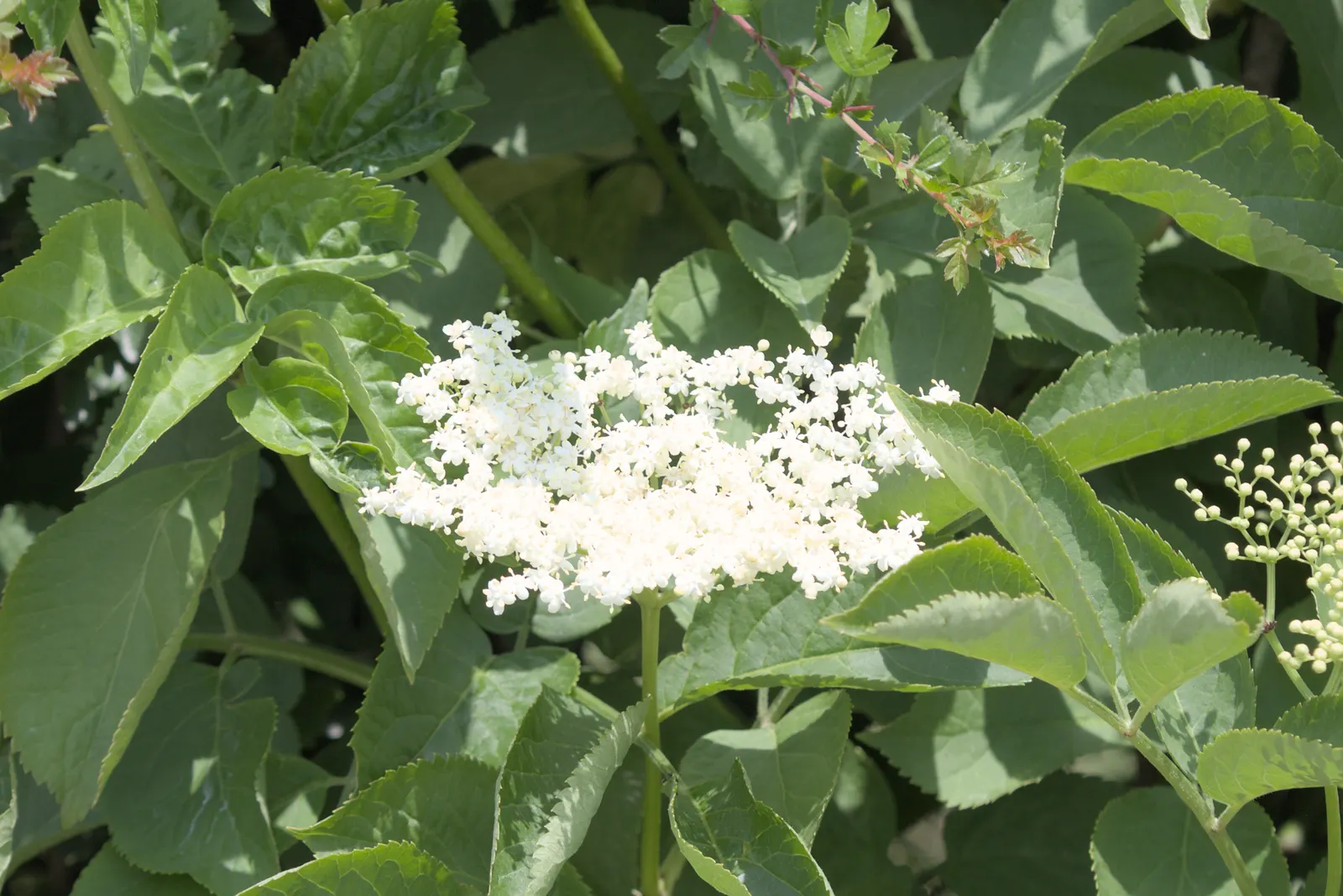 Black Elderberry (Sambucus Nigra) — purple-black berries and clusters of fragrant white flowers