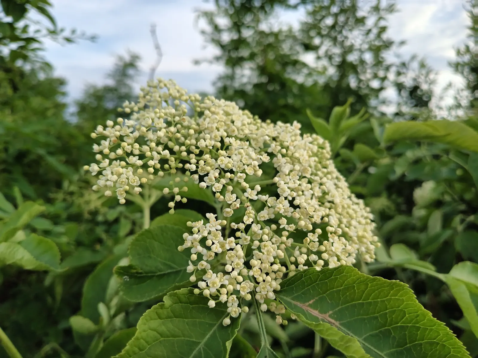 Black Elderberry (Sambucus Nigra) — Berries and flowers are valued for culinary and medicinal uses, attracting birds and beneficial insects; this, image 117