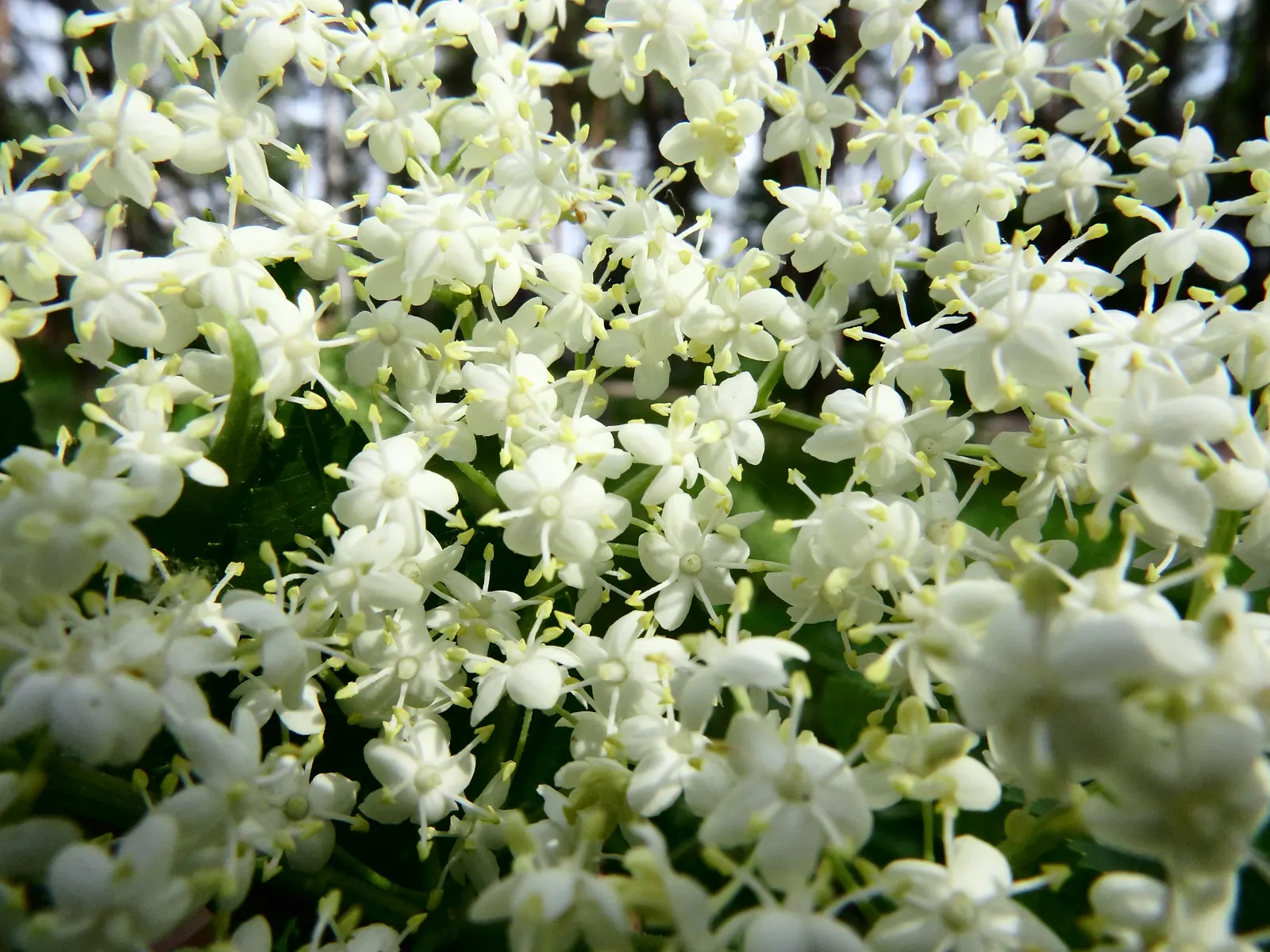 Black Elderberry (Sambucus Nigra) — the plant bears its noteworthy dark purple-to-black berries; it performs best in full sun to partial shade, image 99