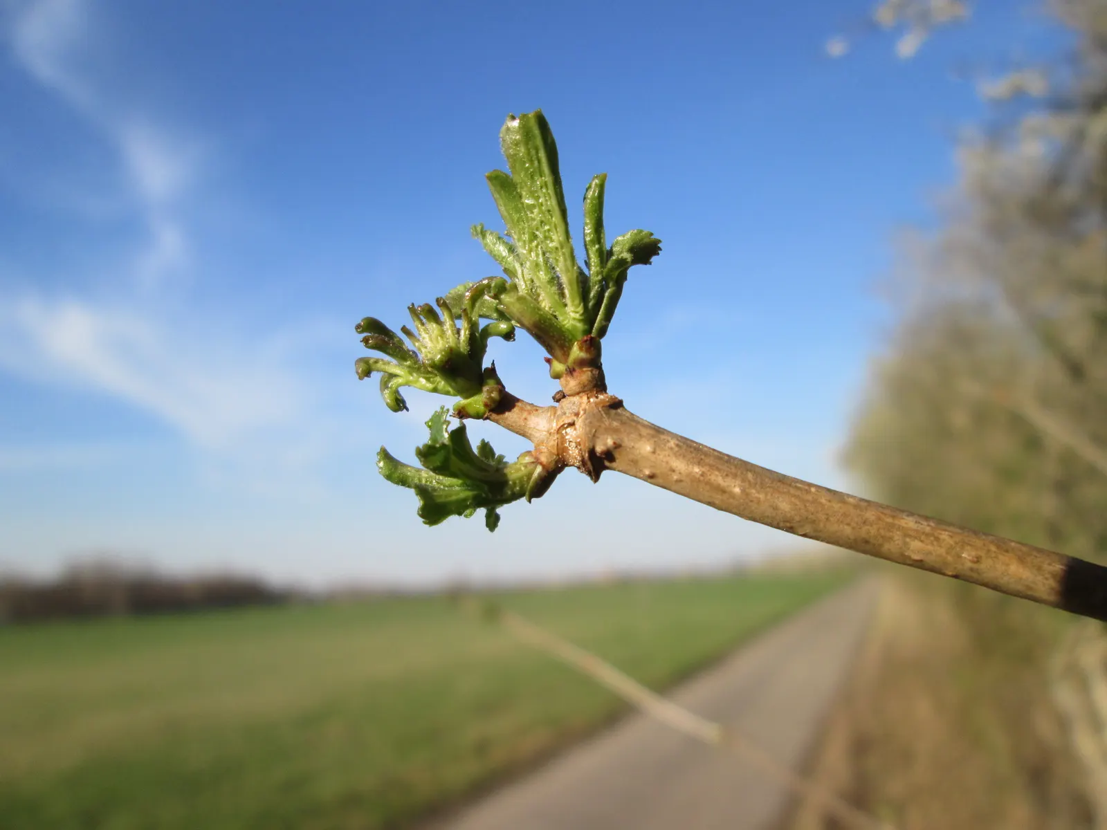 Black Elderberry (Sambucus Nigra) — measuring around 2 to 5 inches in length.<br><br>In late spring to early summer; sambucus nigra is bedecked, image 66