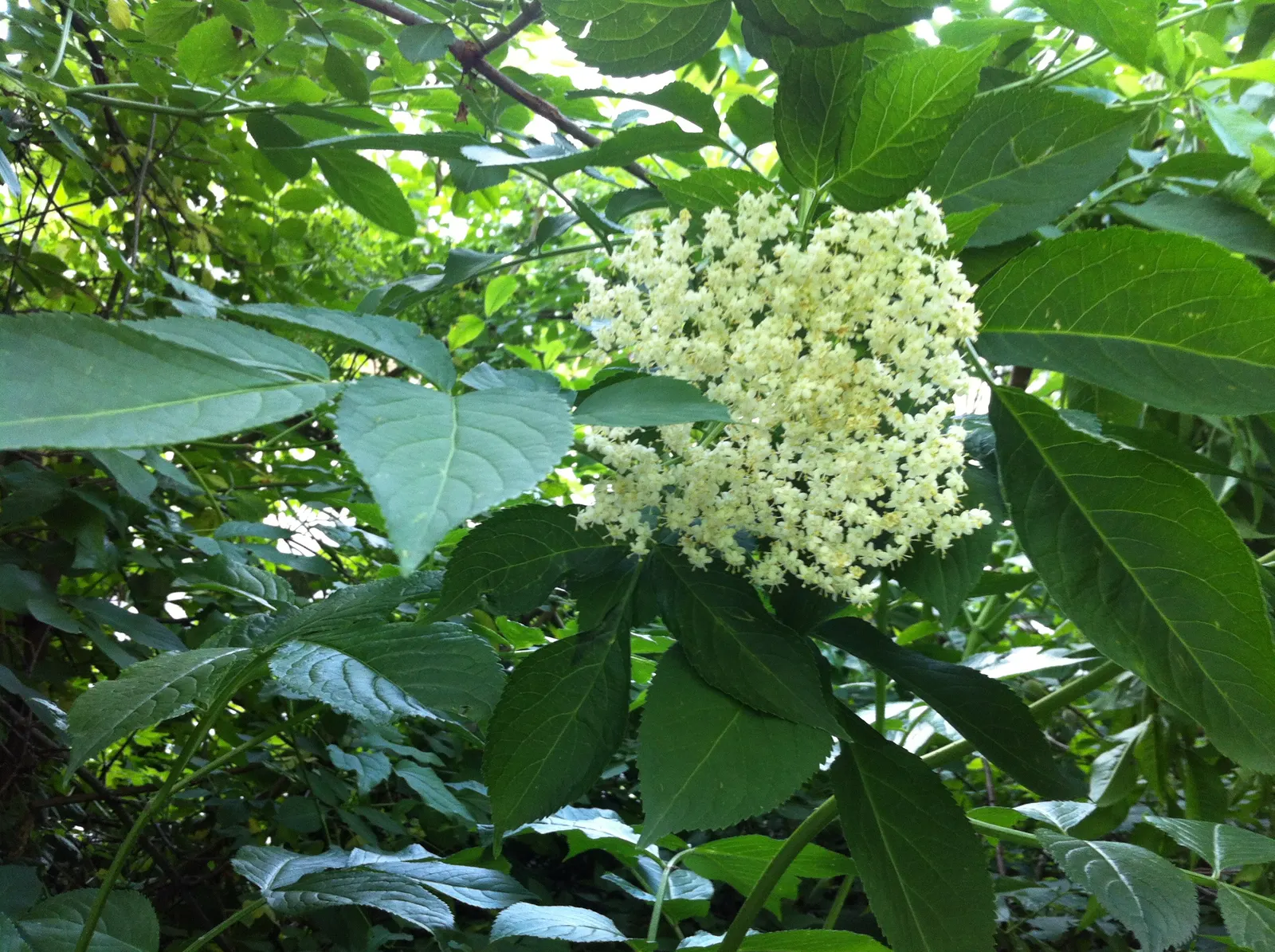 Black Elderberry (Sambucus Nigra) — Black Elderberry (Sambucus nigra) is a deciduous shrub noted for its lush; this versatile plant thrives in full, image 57