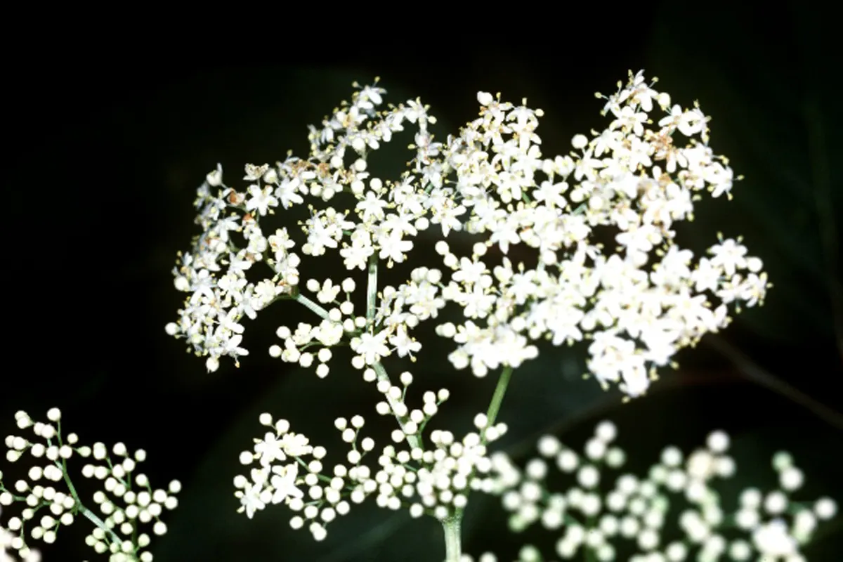 Black Elderberry (Sambucus Nigra) — shrub with white blooms; it performs best in full sun to partial shade, image 83