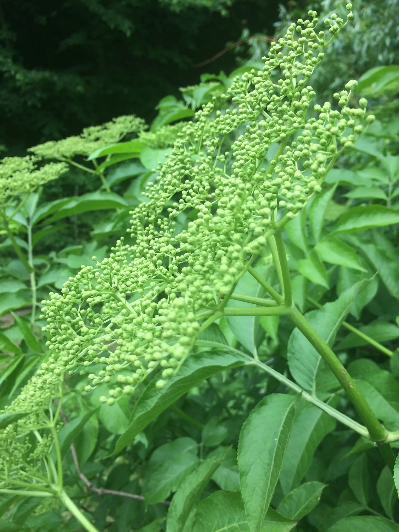 Black Elderberry (Sambucus Nigra) — to create a naturalistic or wildlife-friendly garden aesthetic; this versatile plant thrives in full sun to, image 81