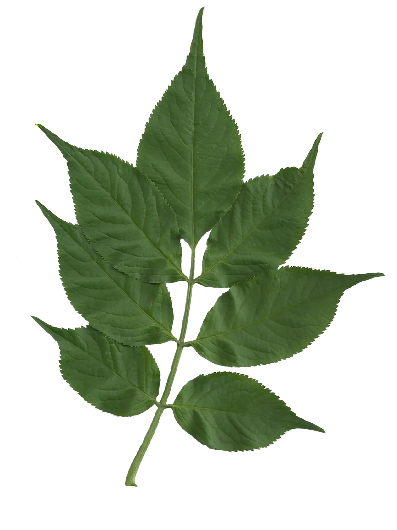 Black Elderberry (Sambucus Nigra) — This versatile plant thrives in full sun to partial shade and tolerates a range of soil conditions; to create a