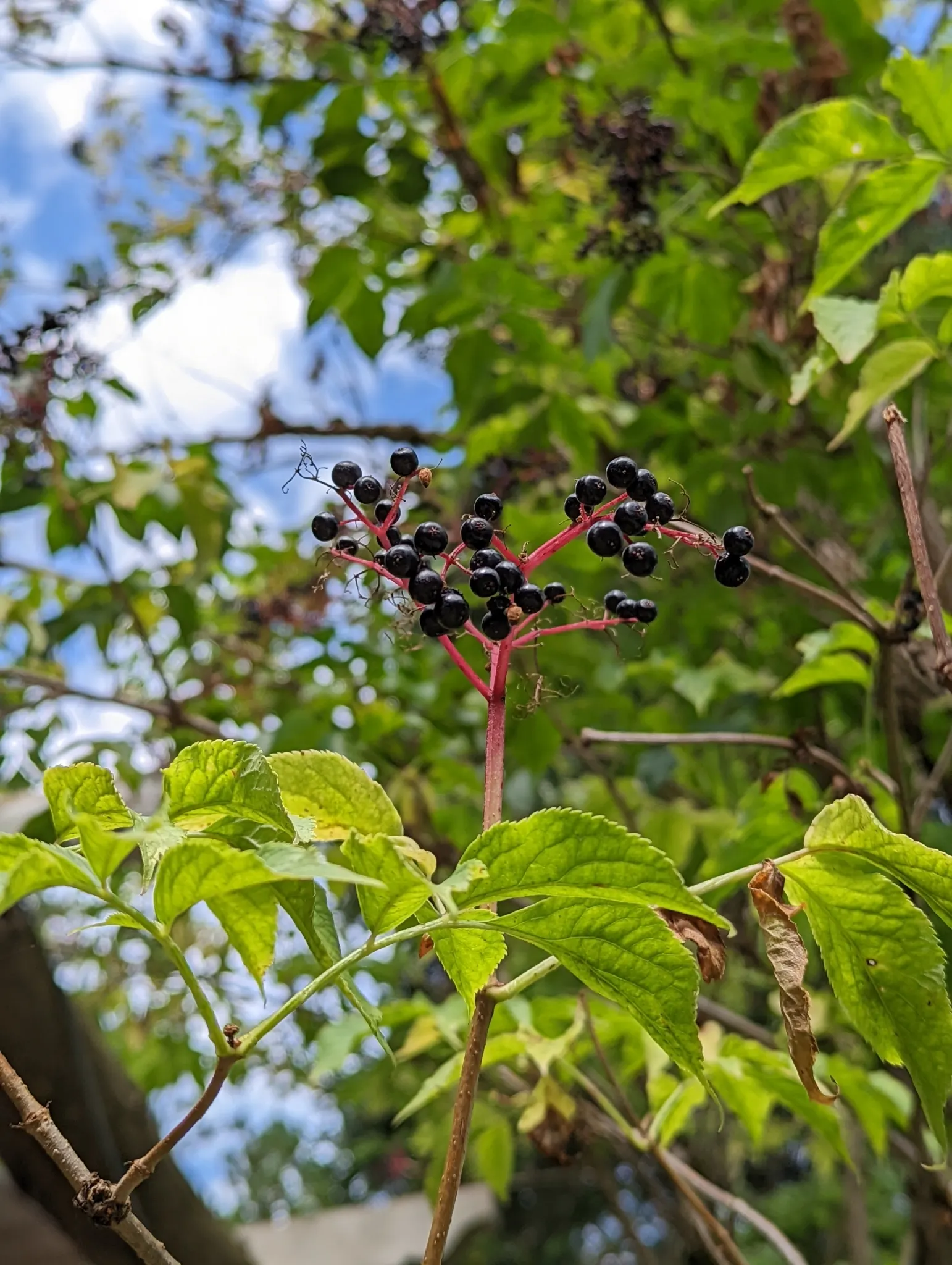 Black Elderberry (Sambucus Nigra) — It performs best in full sun to partial shade; sambucus nigra is bedecked with clusters of tiny
