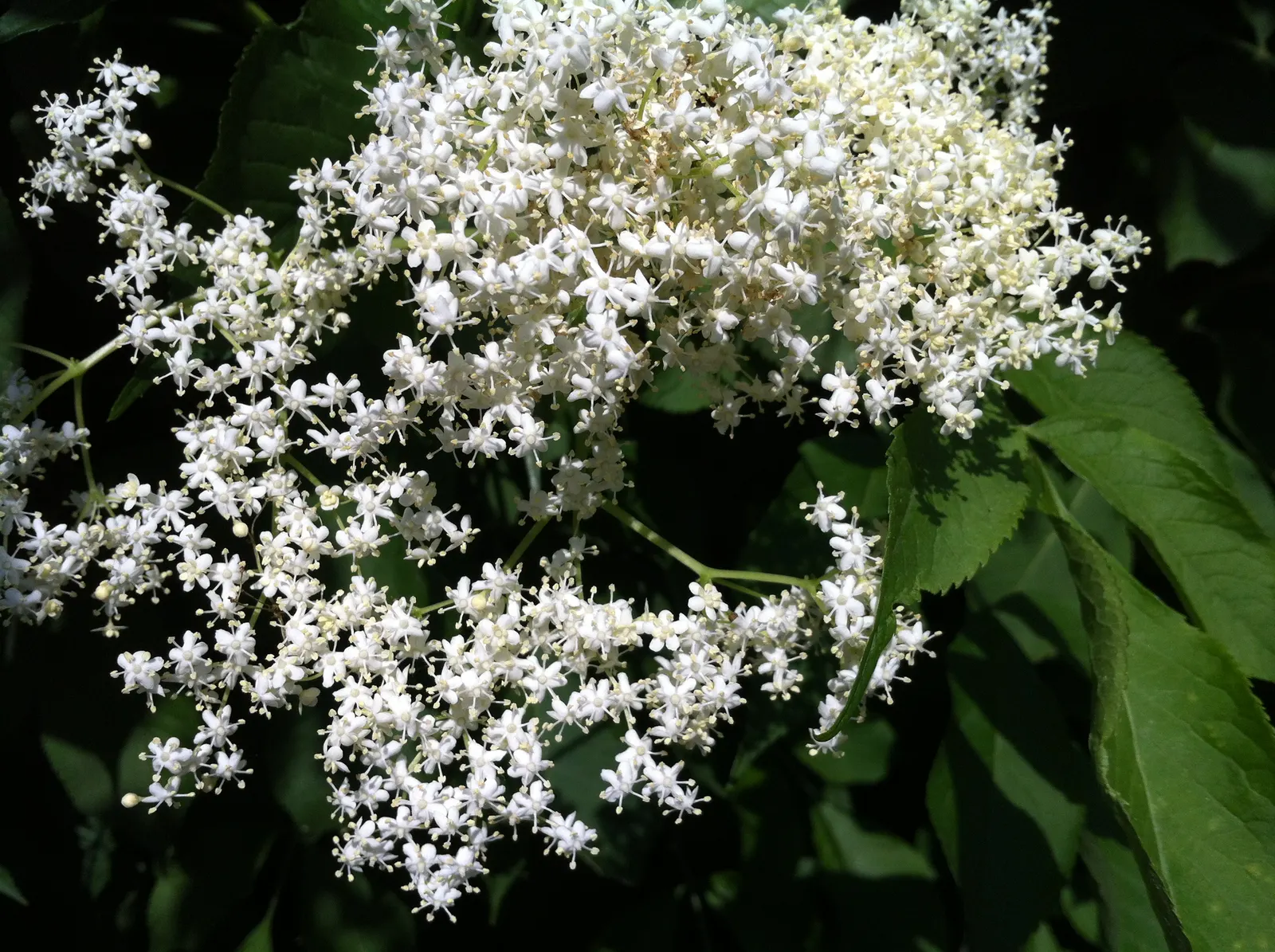 Black Elderberry (Sambucus Nigra) — creamy-white flowers that are both fragrant and attractive to pollinators