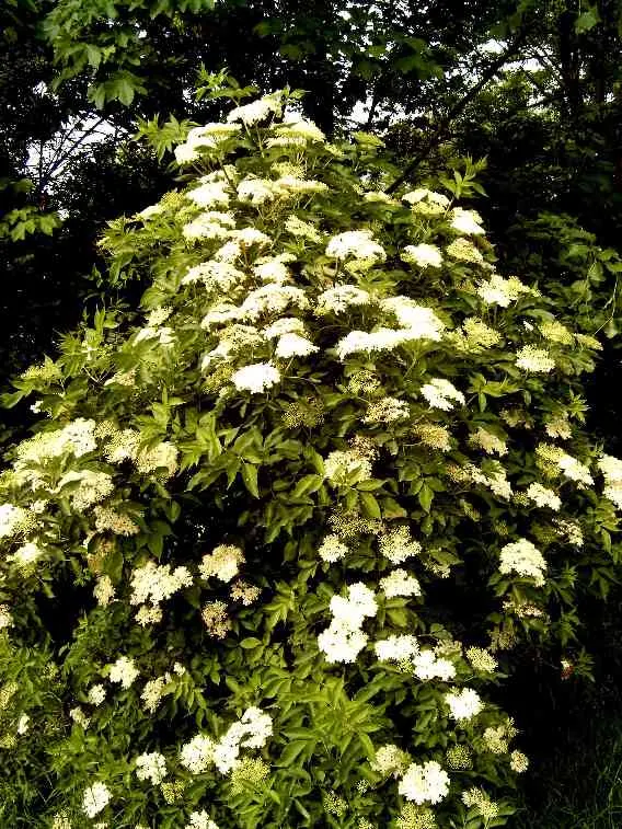 Black Elderberry (Sambucus Nigra) — Its compound leaves are a lush green; to create a naturalistic or wildlife-friendly garden aesthetic, image 92